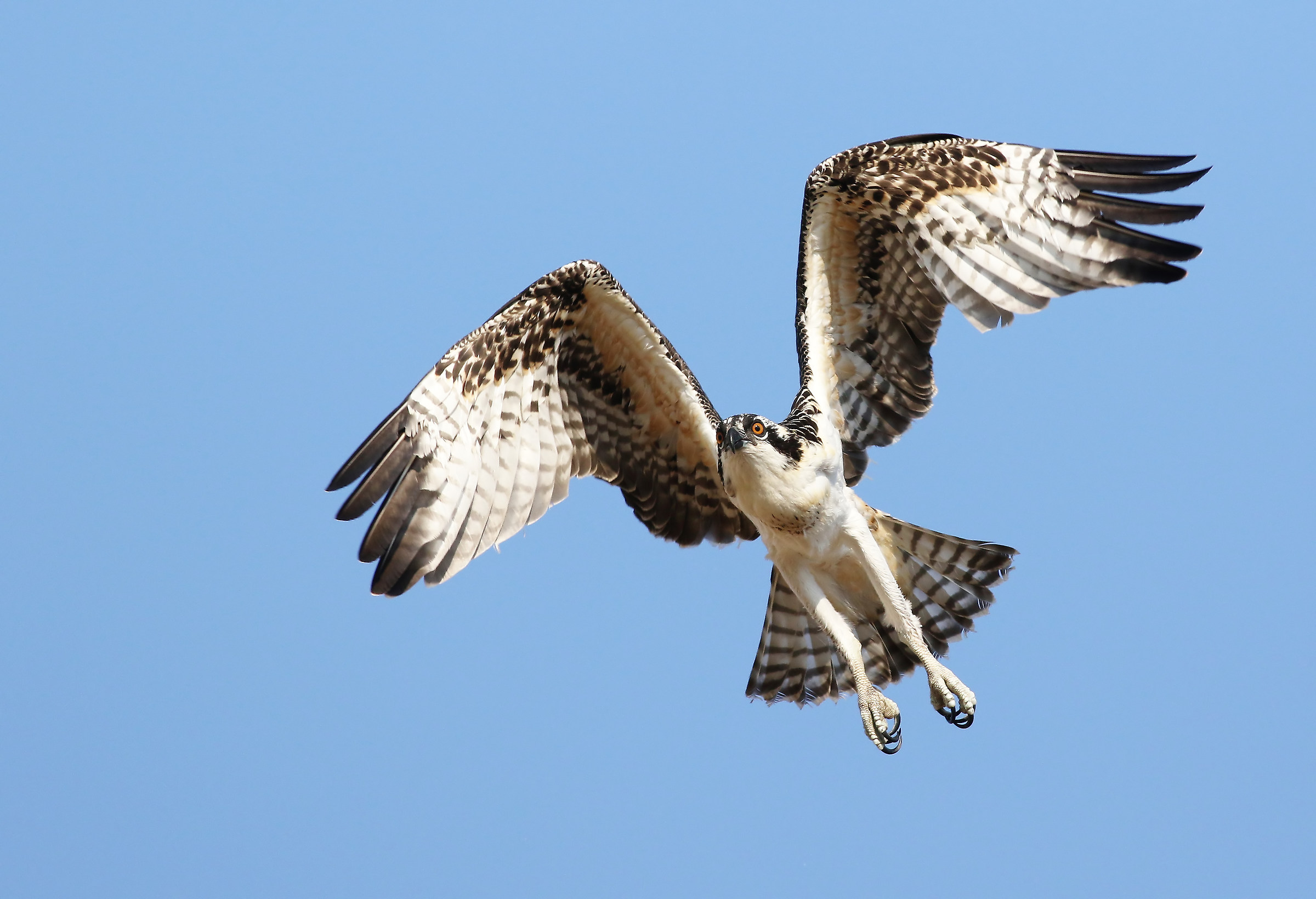 Sulla parte superiore