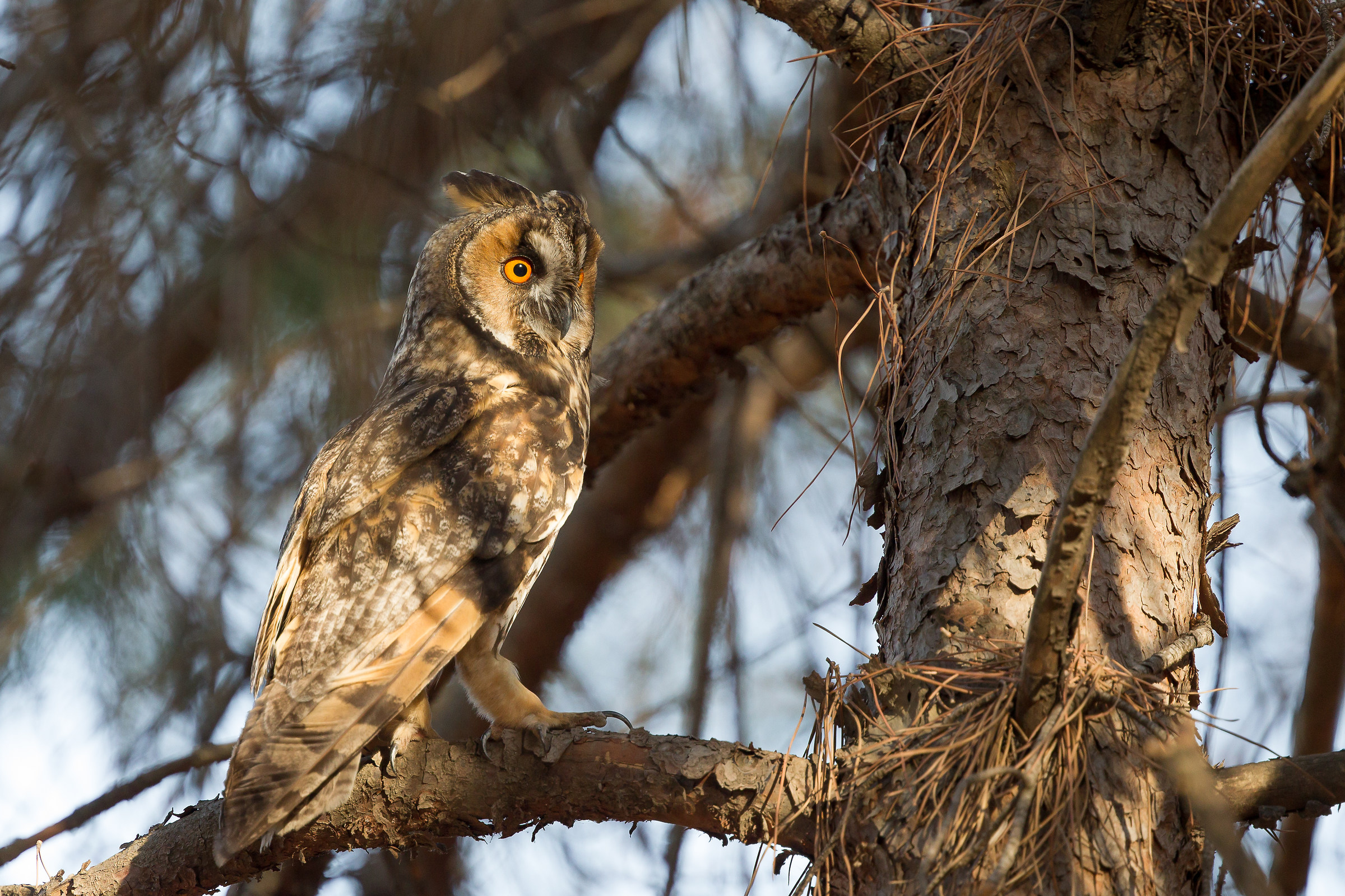 Common owl