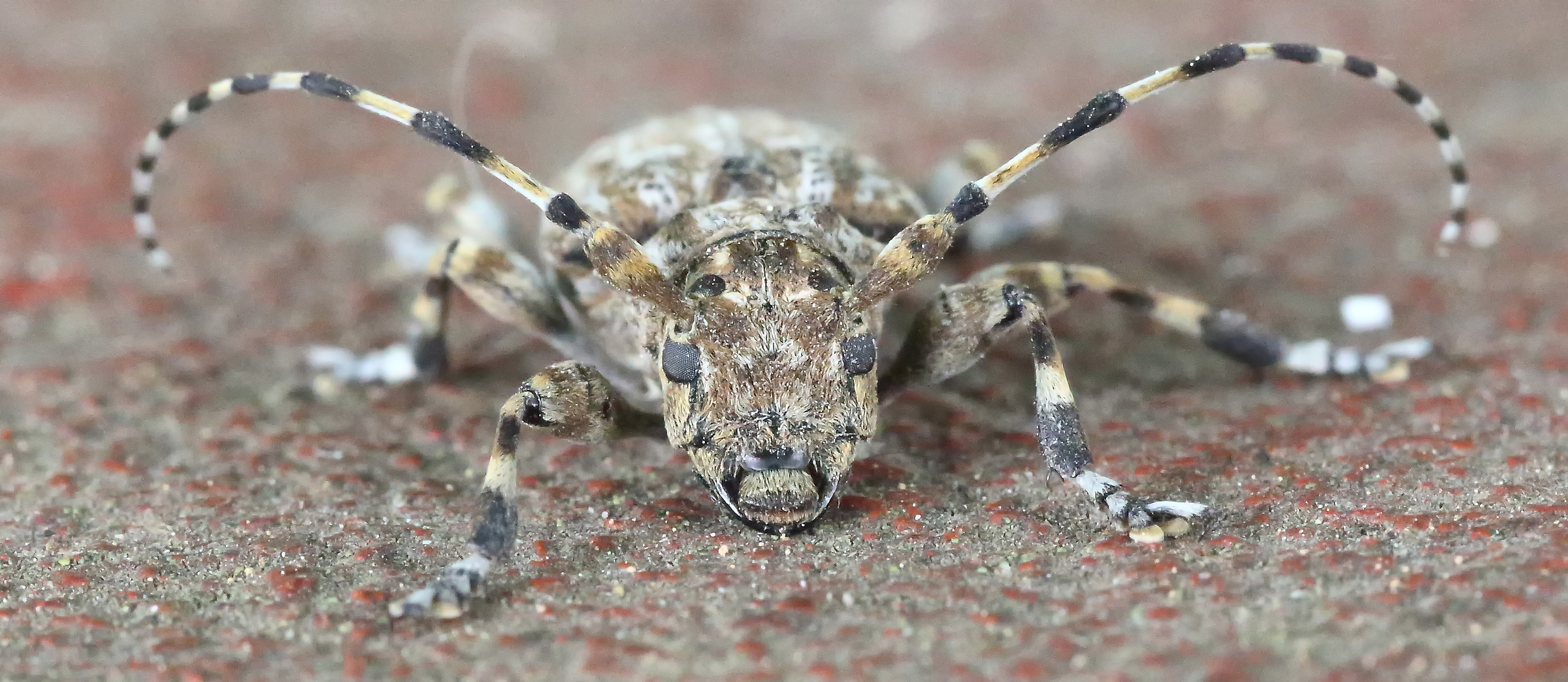 I do not know what animal it is