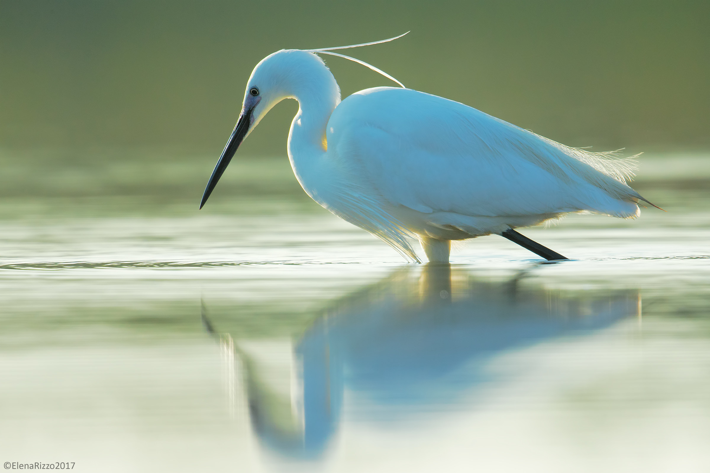 Egret
