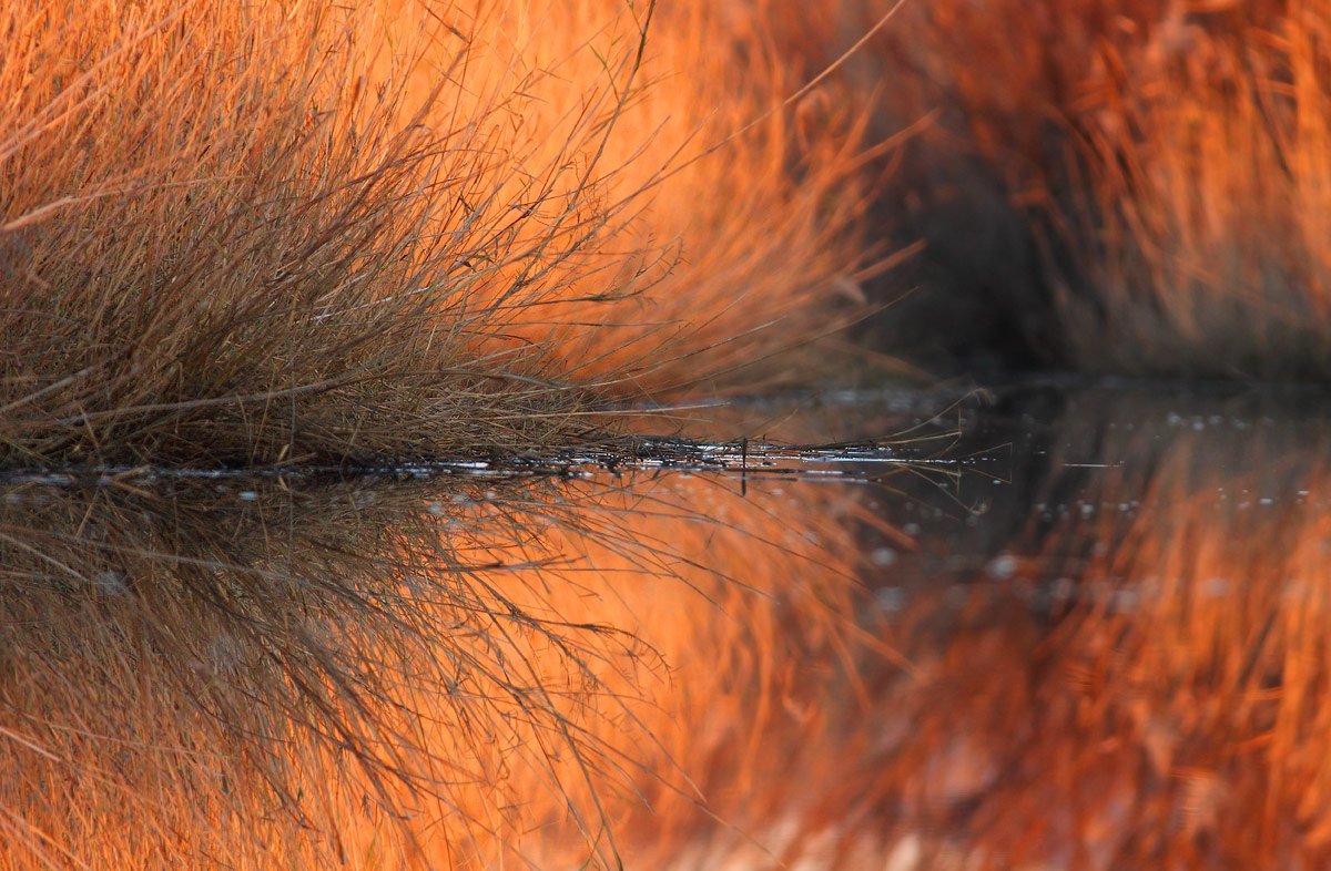 Reflection in the swamp