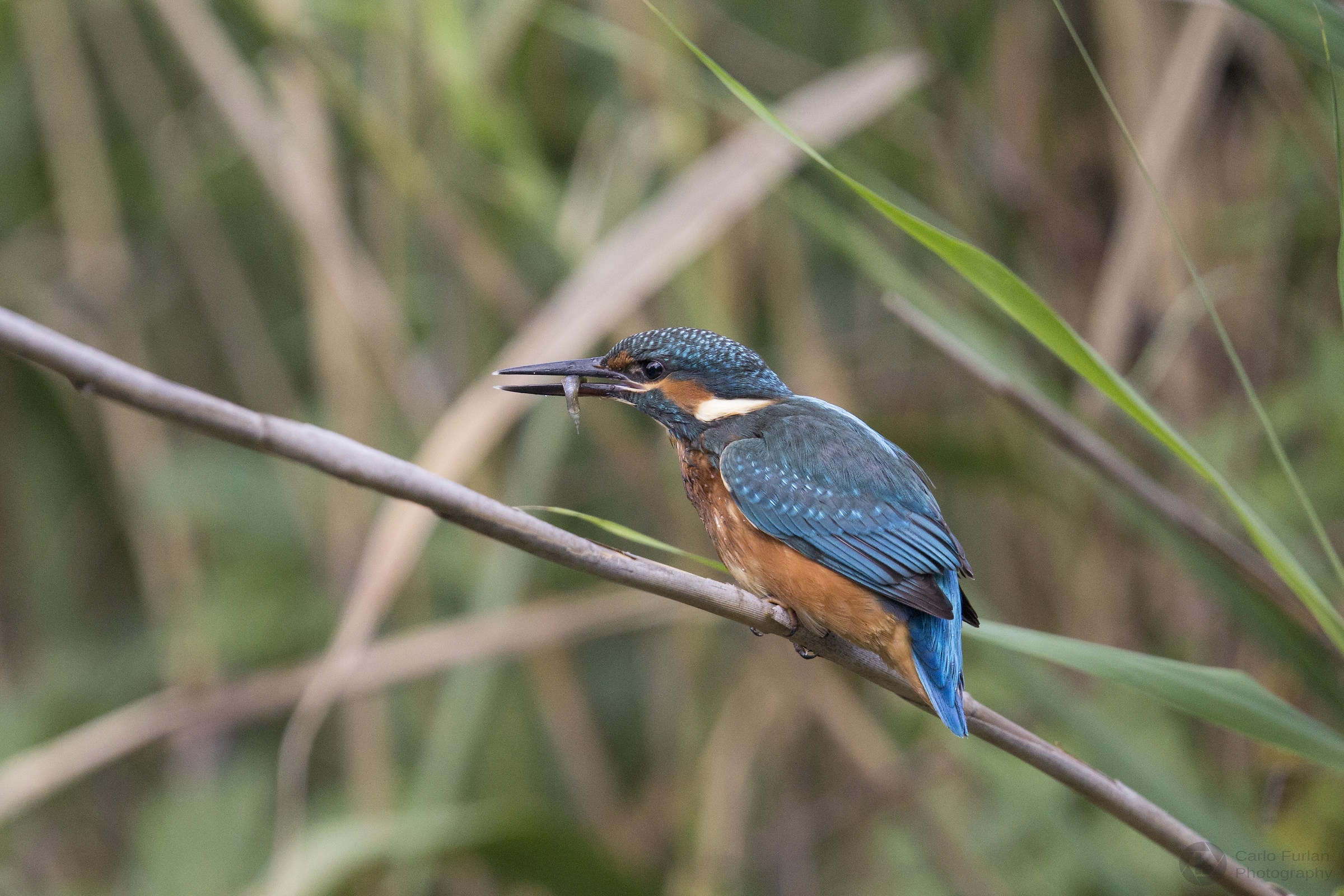 kingfisher