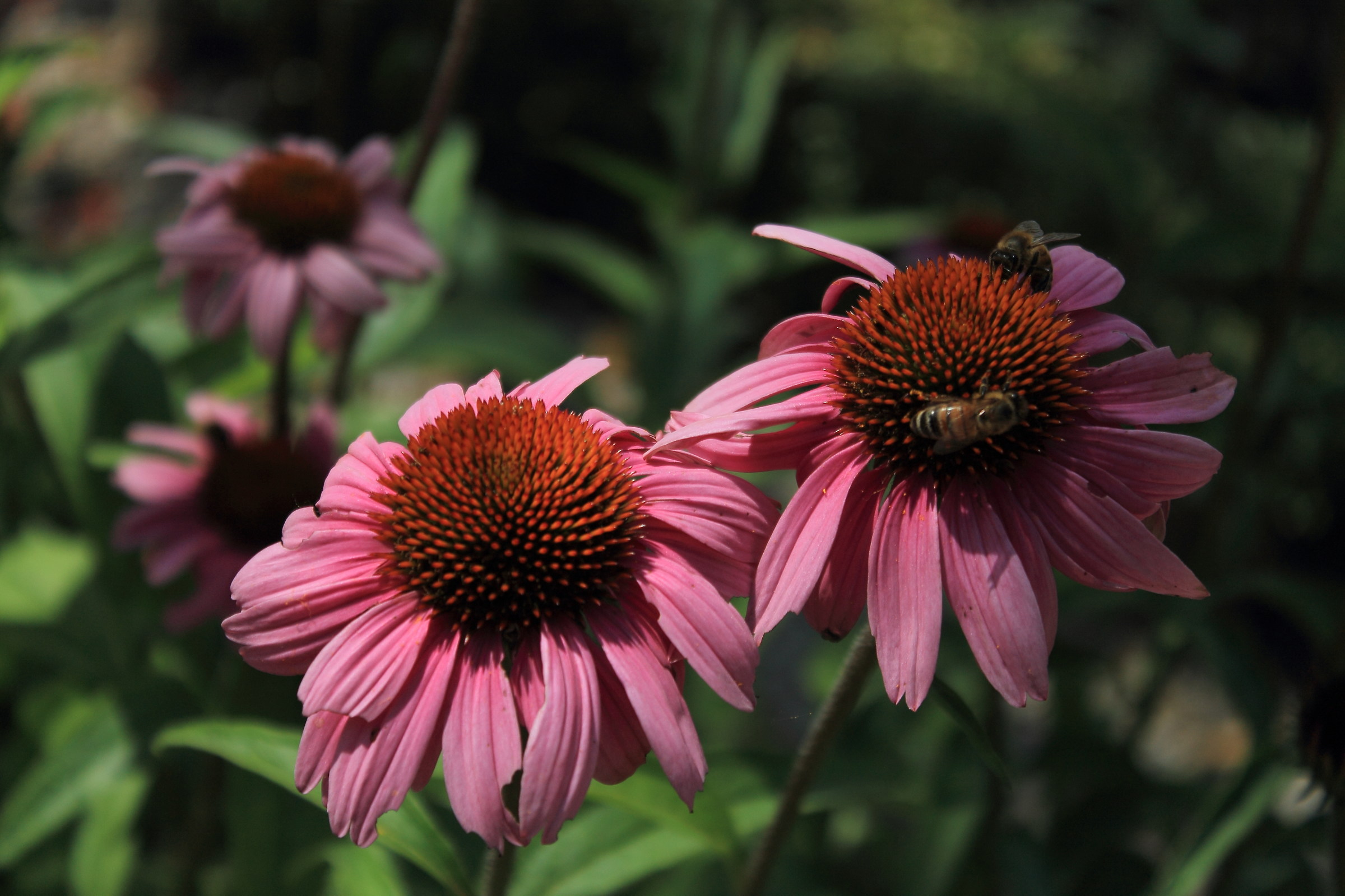 Echinacea