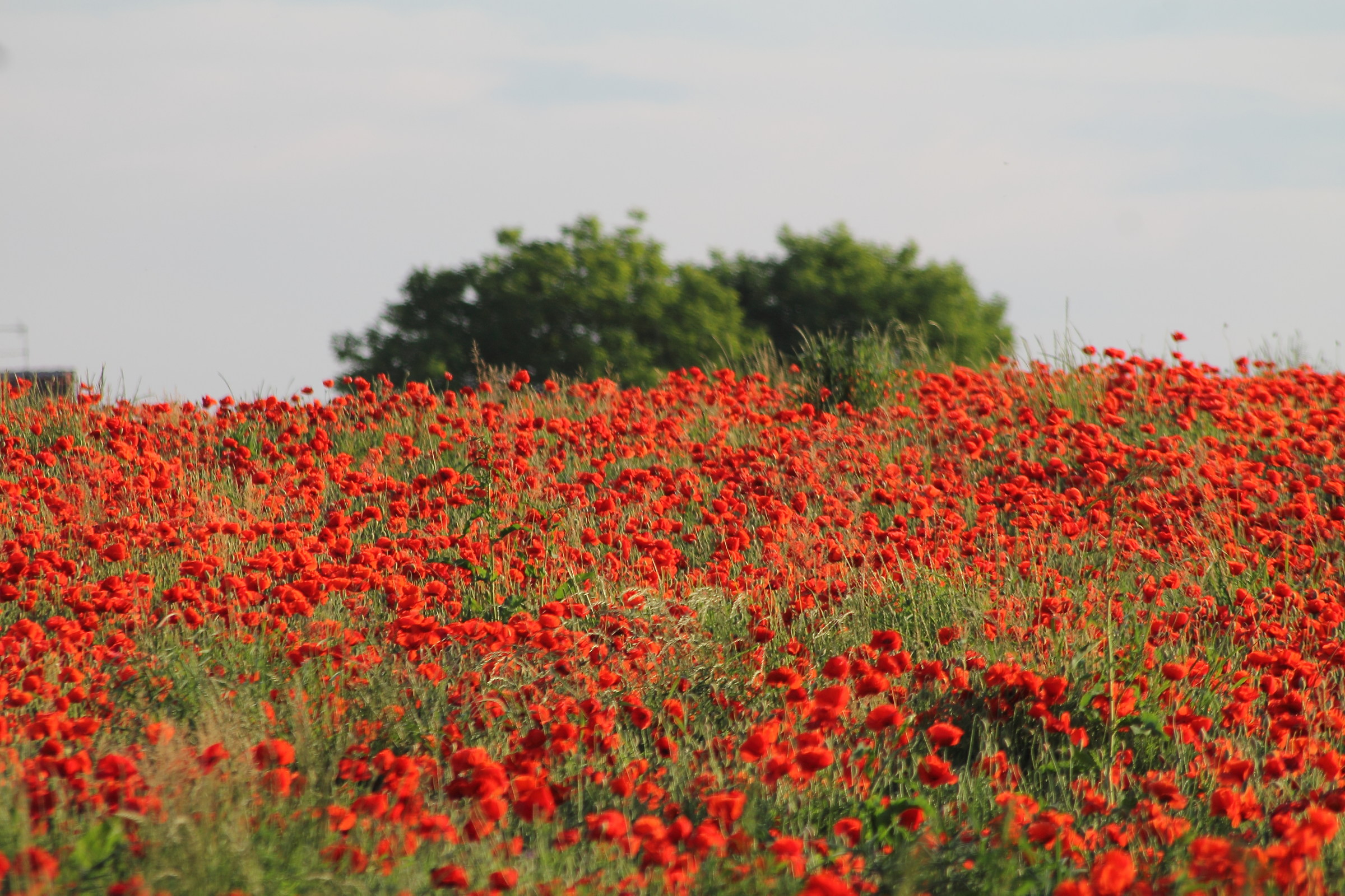 Papaveri che meraviglia!