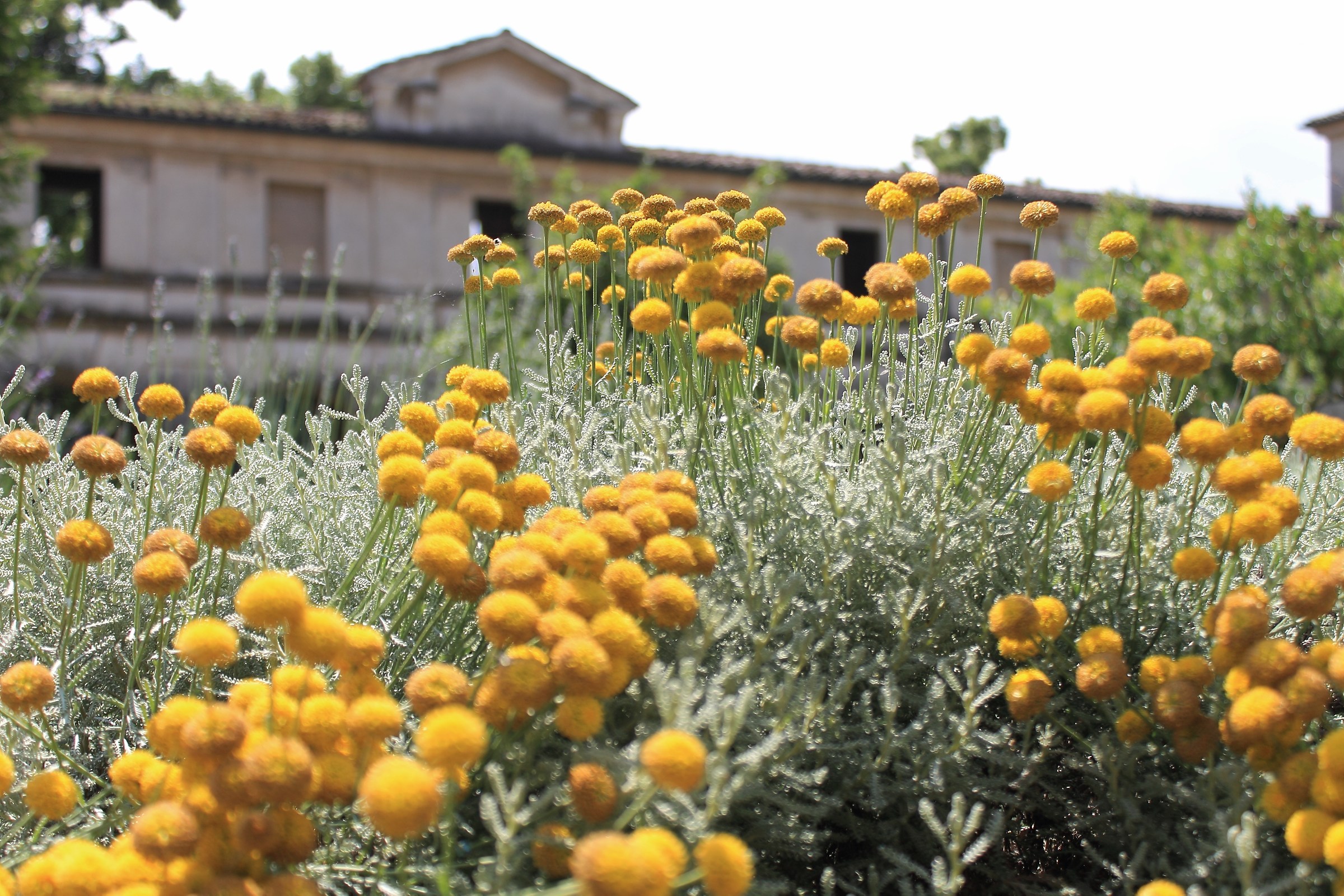Pimpinella a Palazzo Ducale a Mantoova