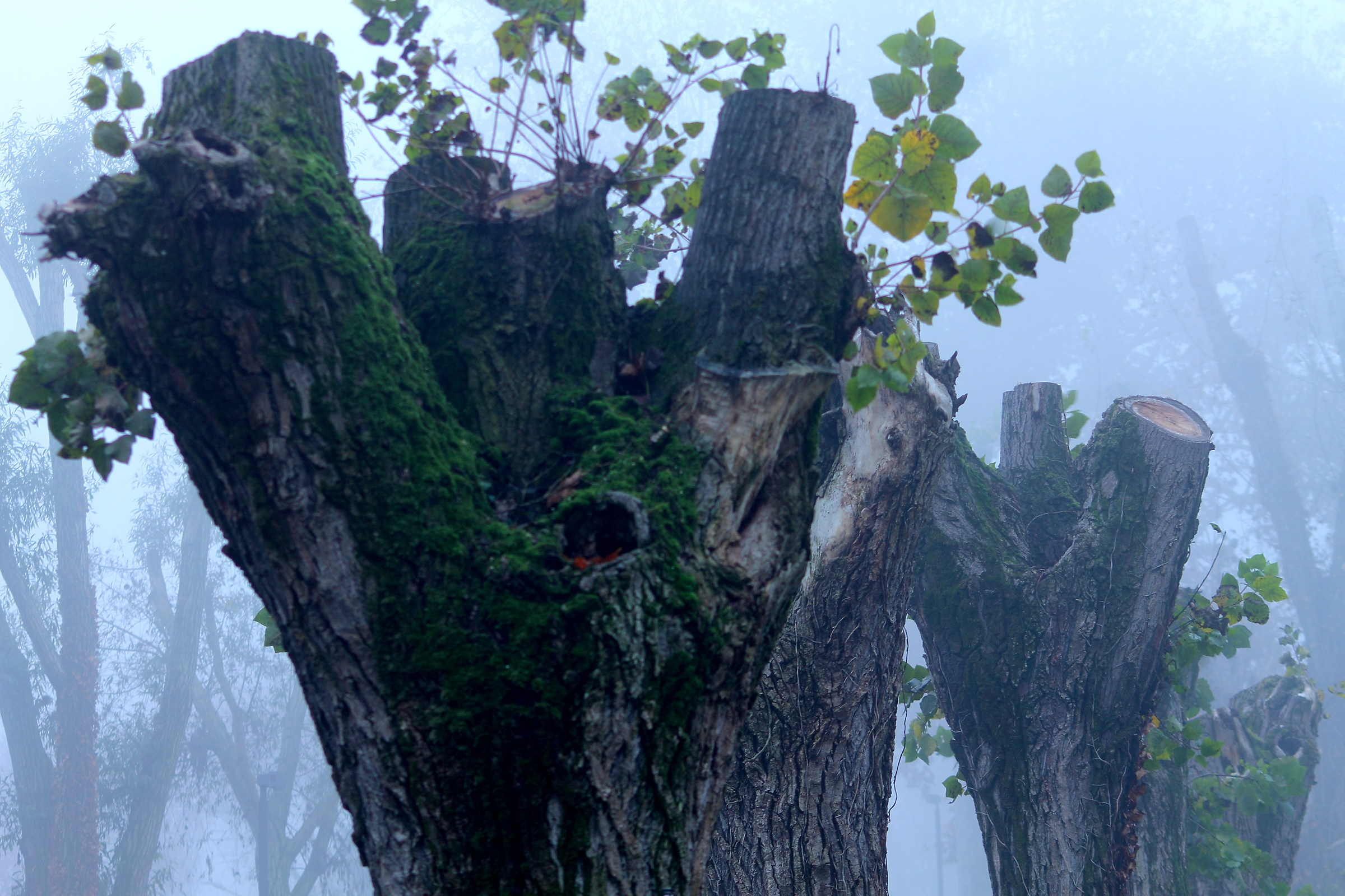 Attesa inconsapevole