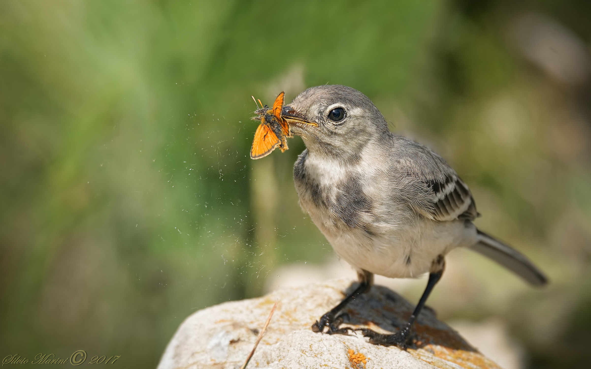 Ballerina bianca giovane con preda