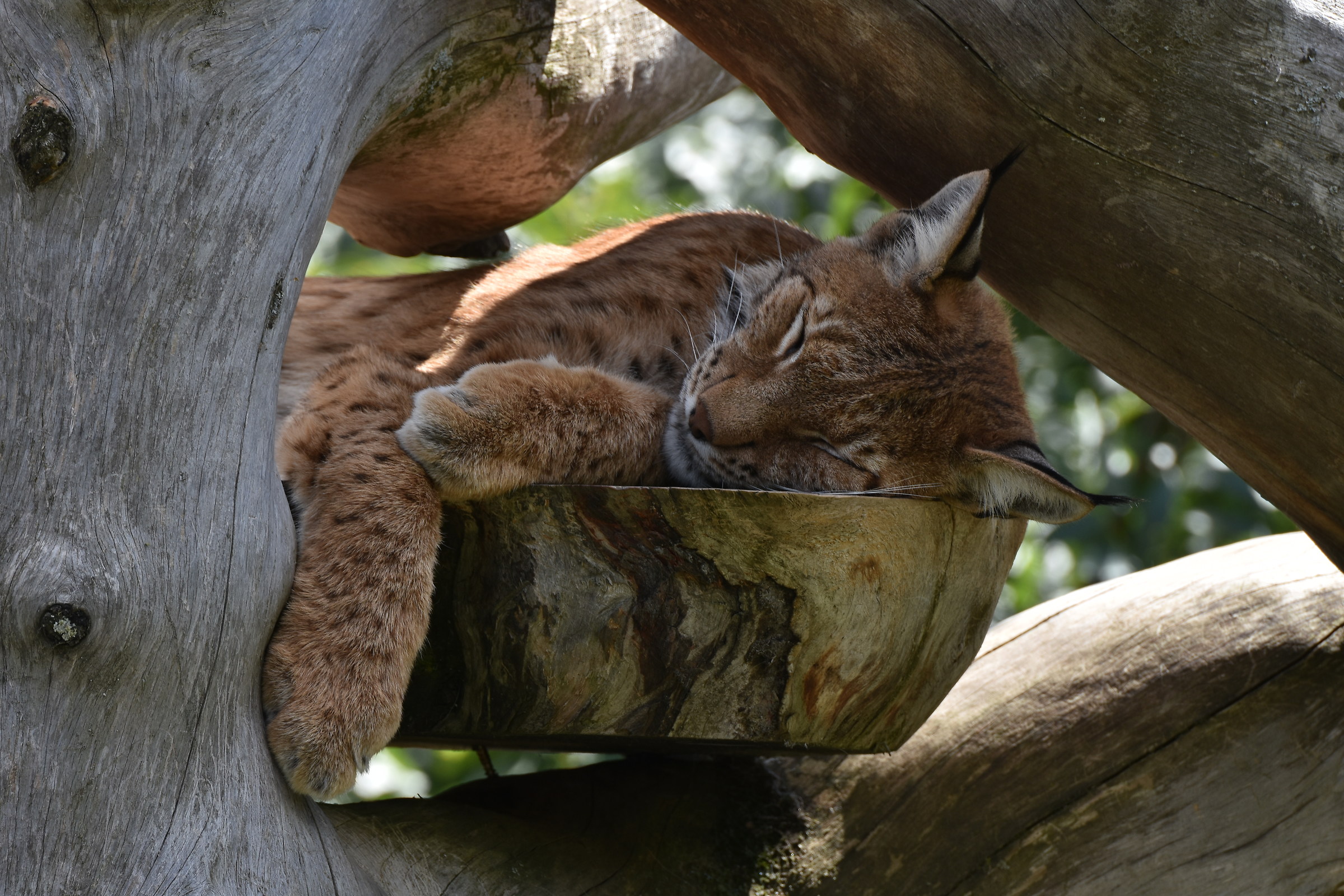 Lince in relax