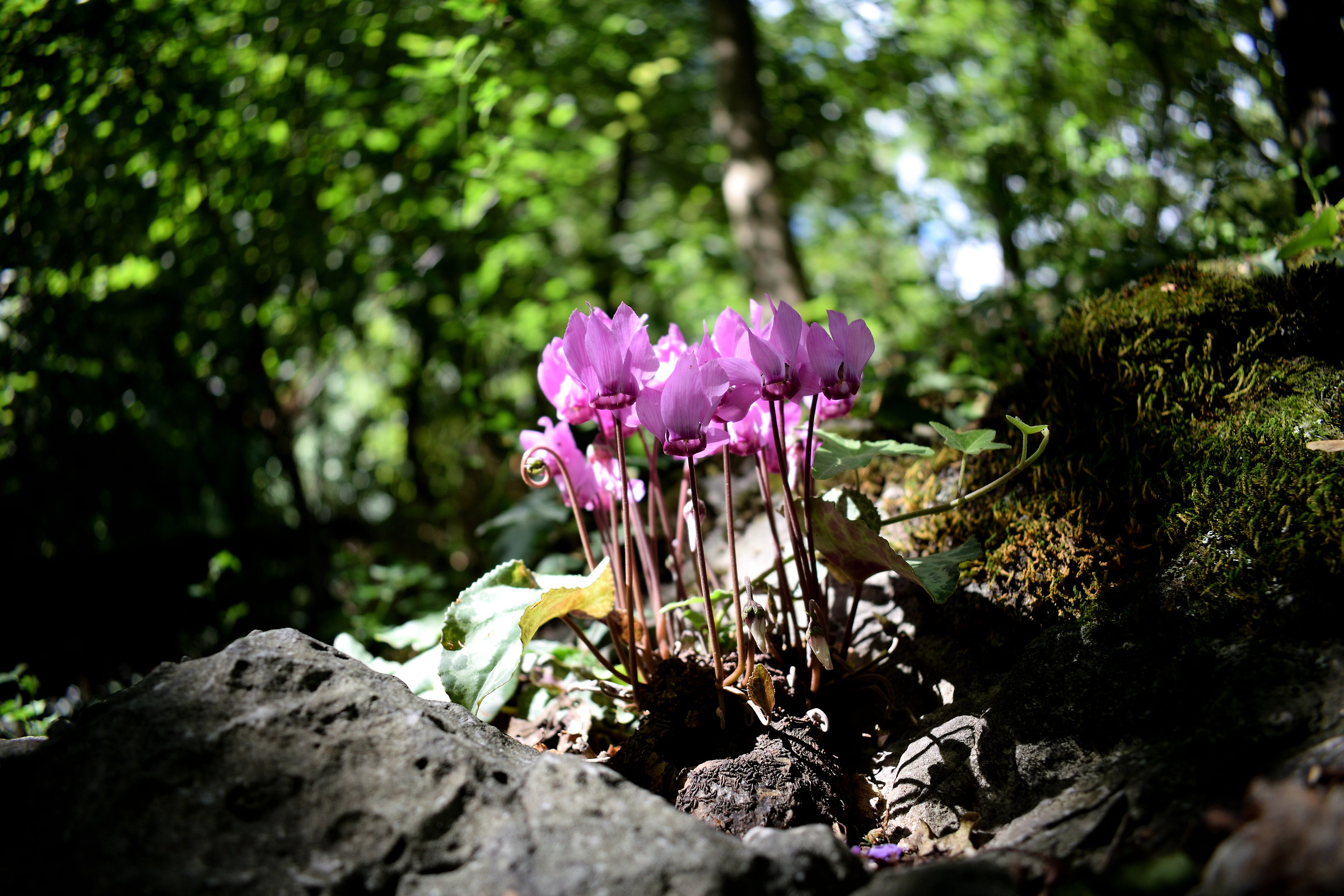 Cyclamen
