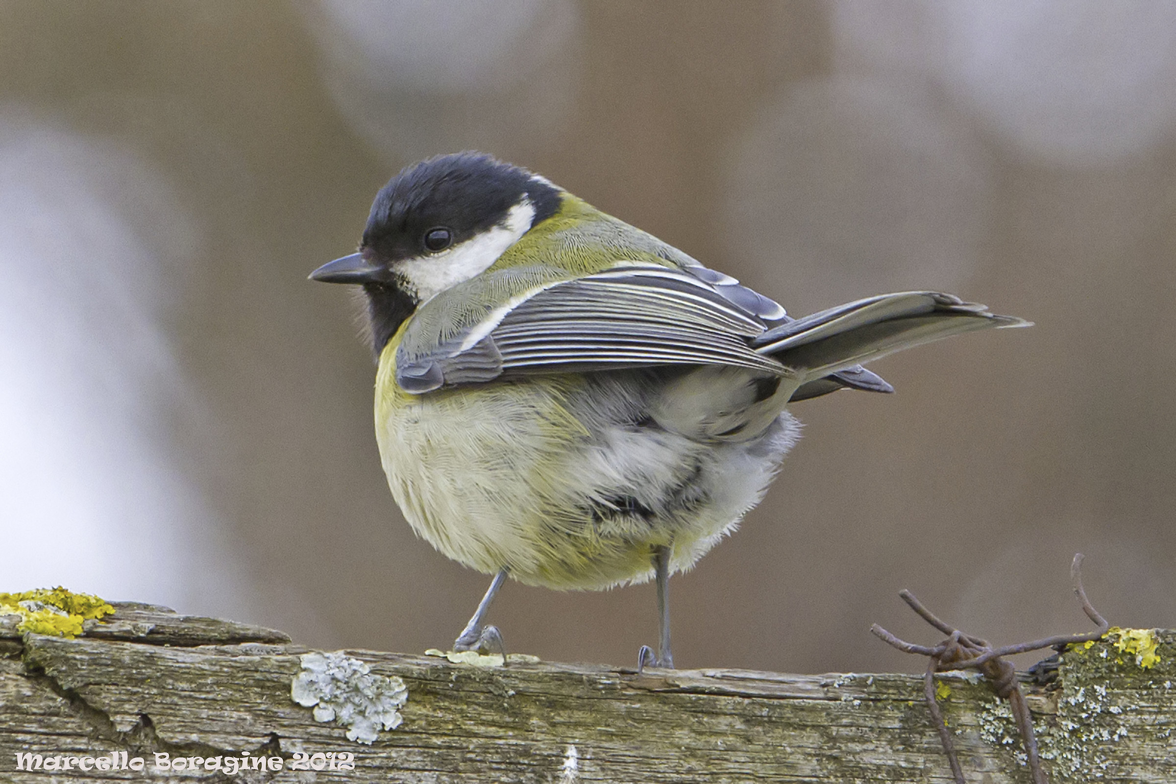 Parus major (Linnaeus, 1758) Cinciallegra