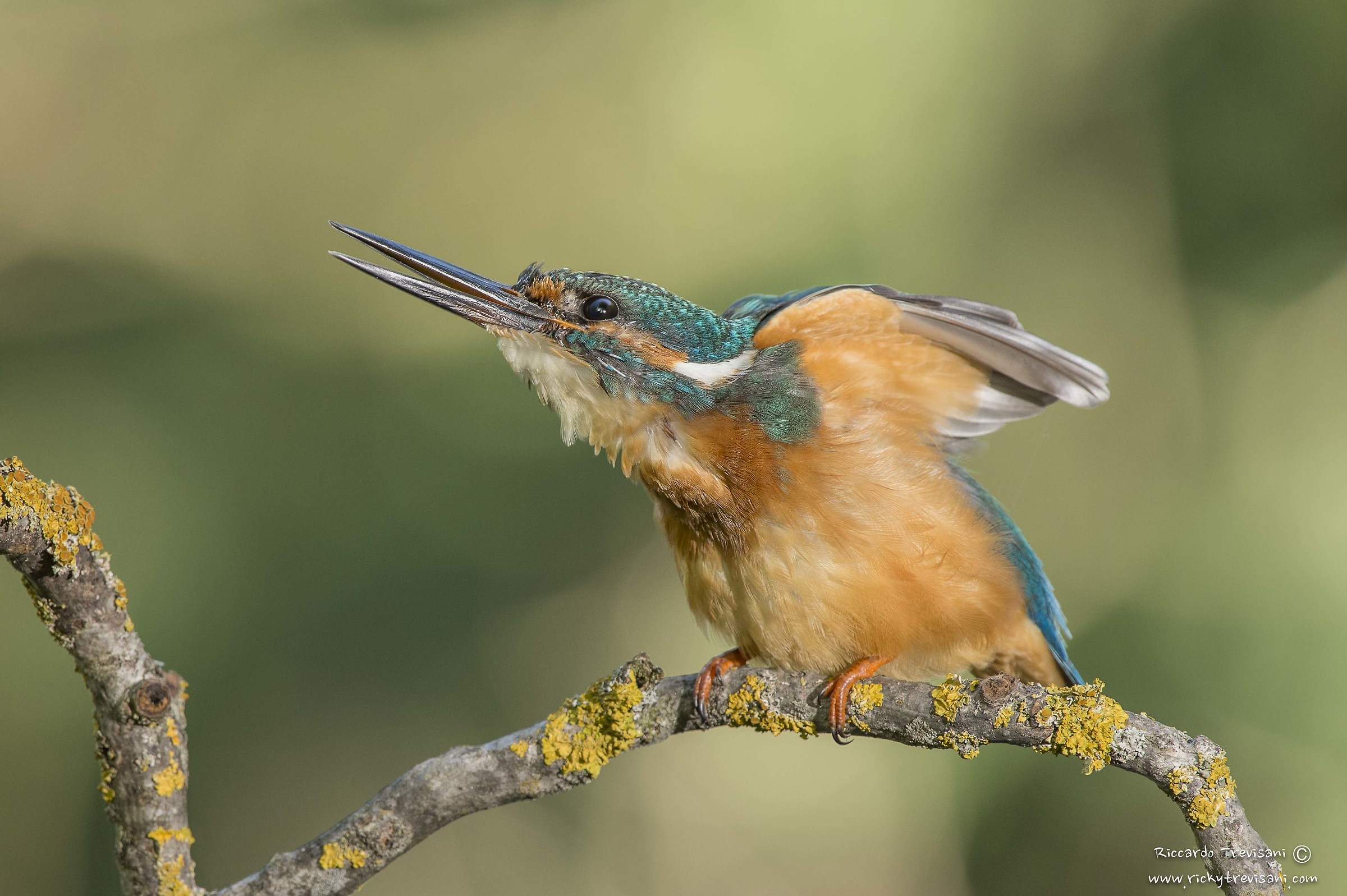 stretching time, kingfisher