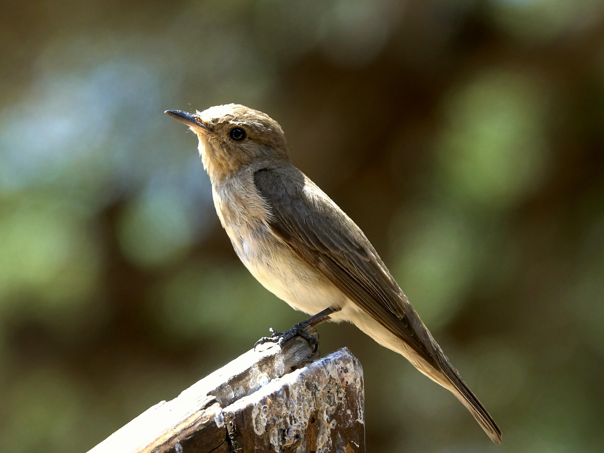 Sul posatoio preferito