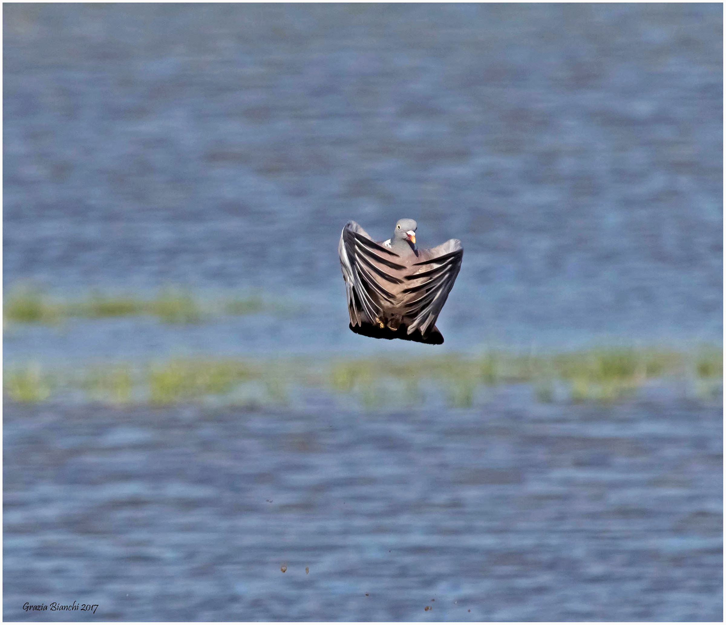 Colombaccio - Parco della Piana