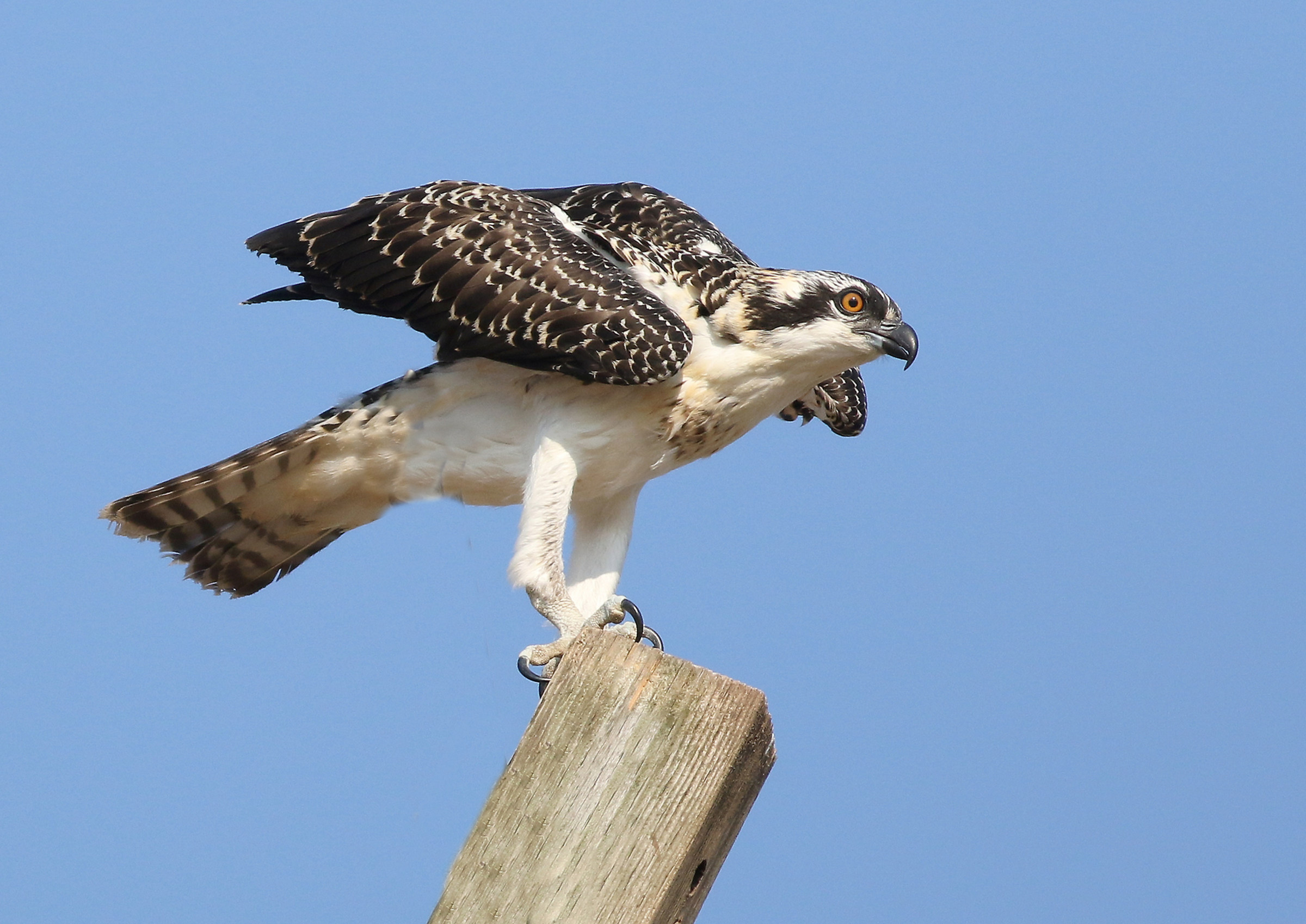 La gioventù è appollaiata