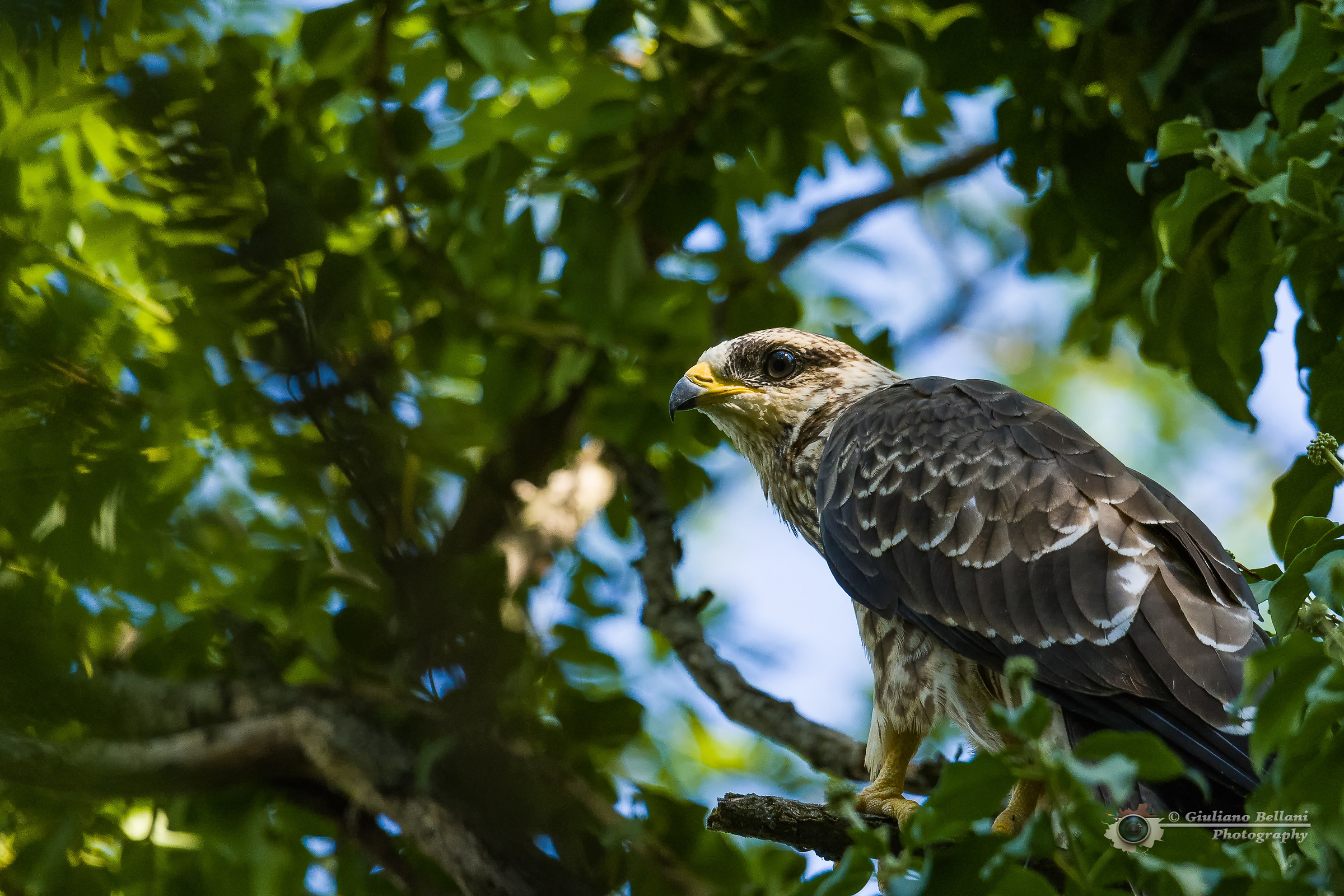 Falco Pecchiaiolo Maschio