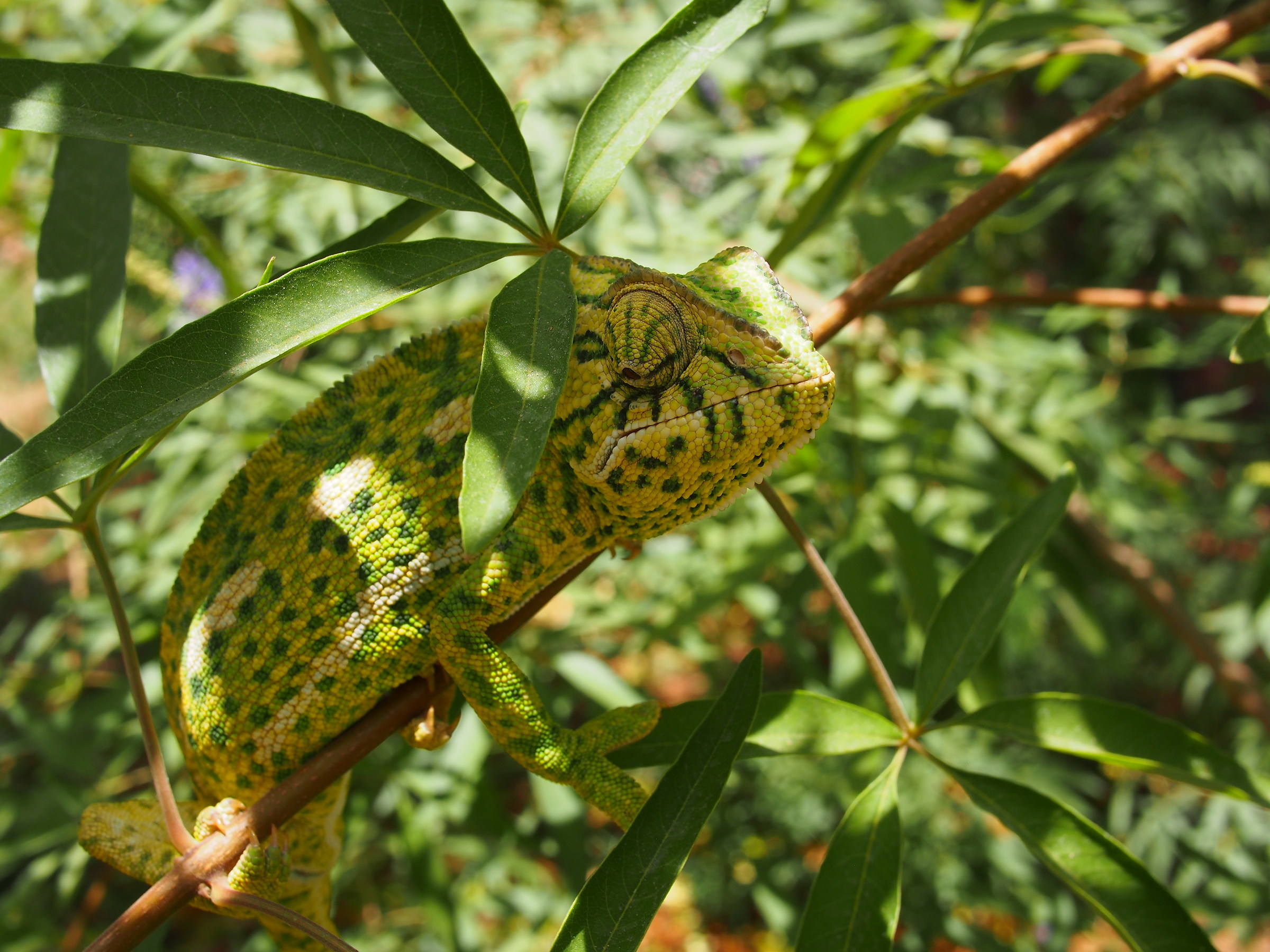 Chameleon at Alcazaba in Malaga