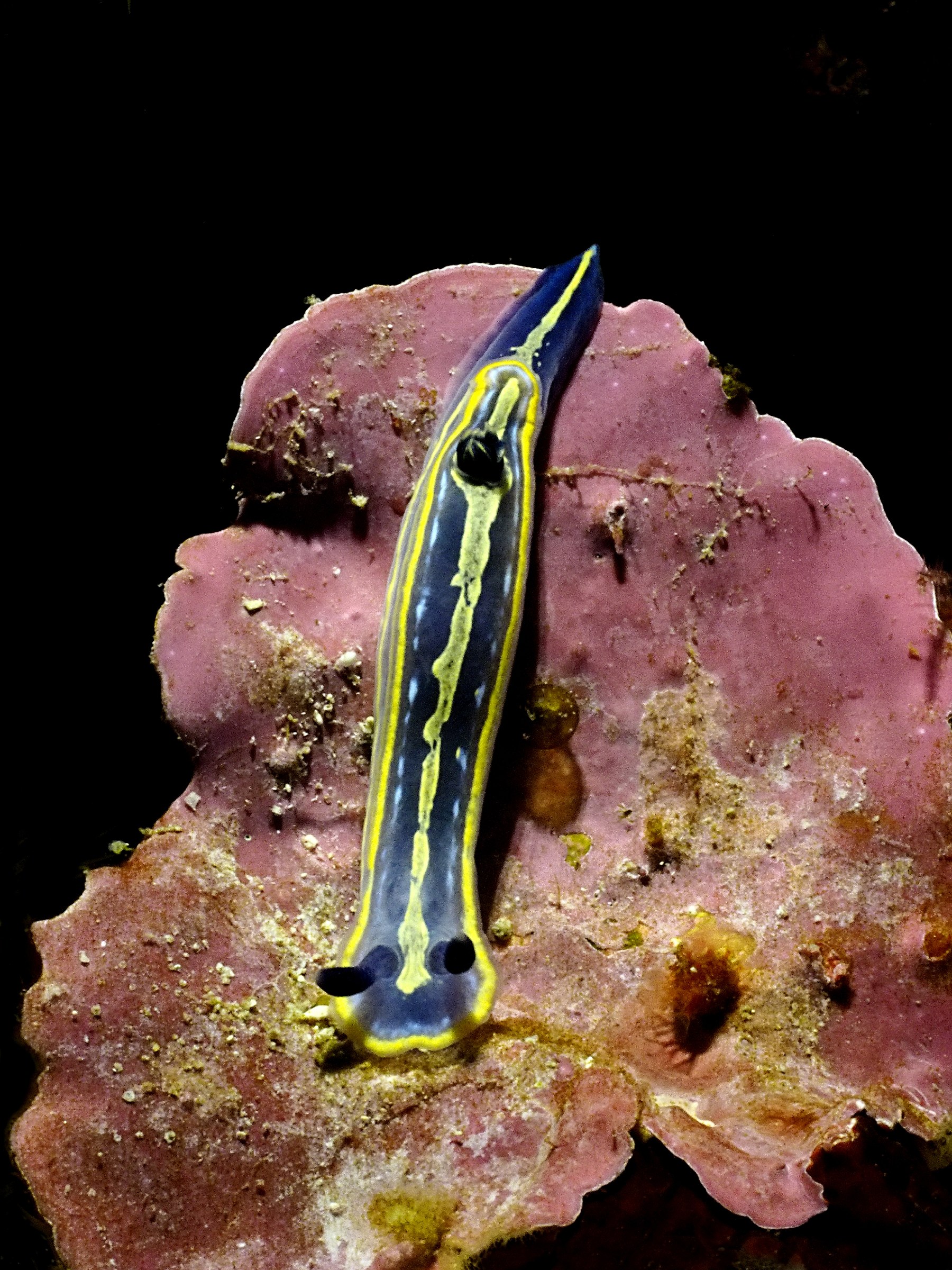 Nudibranco 2