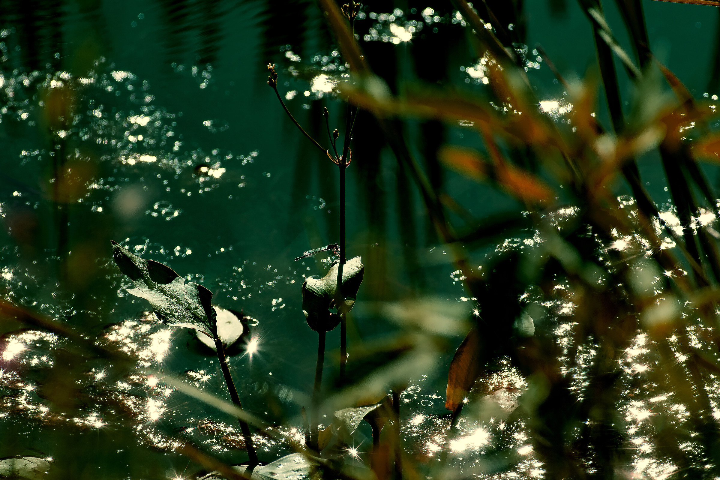 Reflections of a midnight summer night