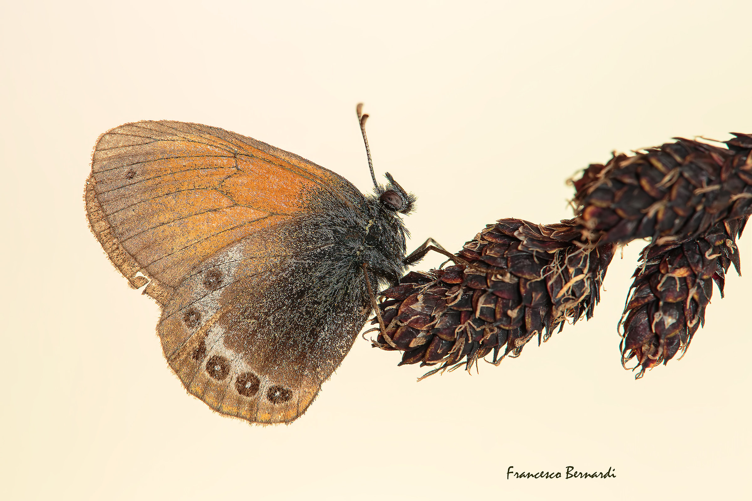 Coenonympha gardetta