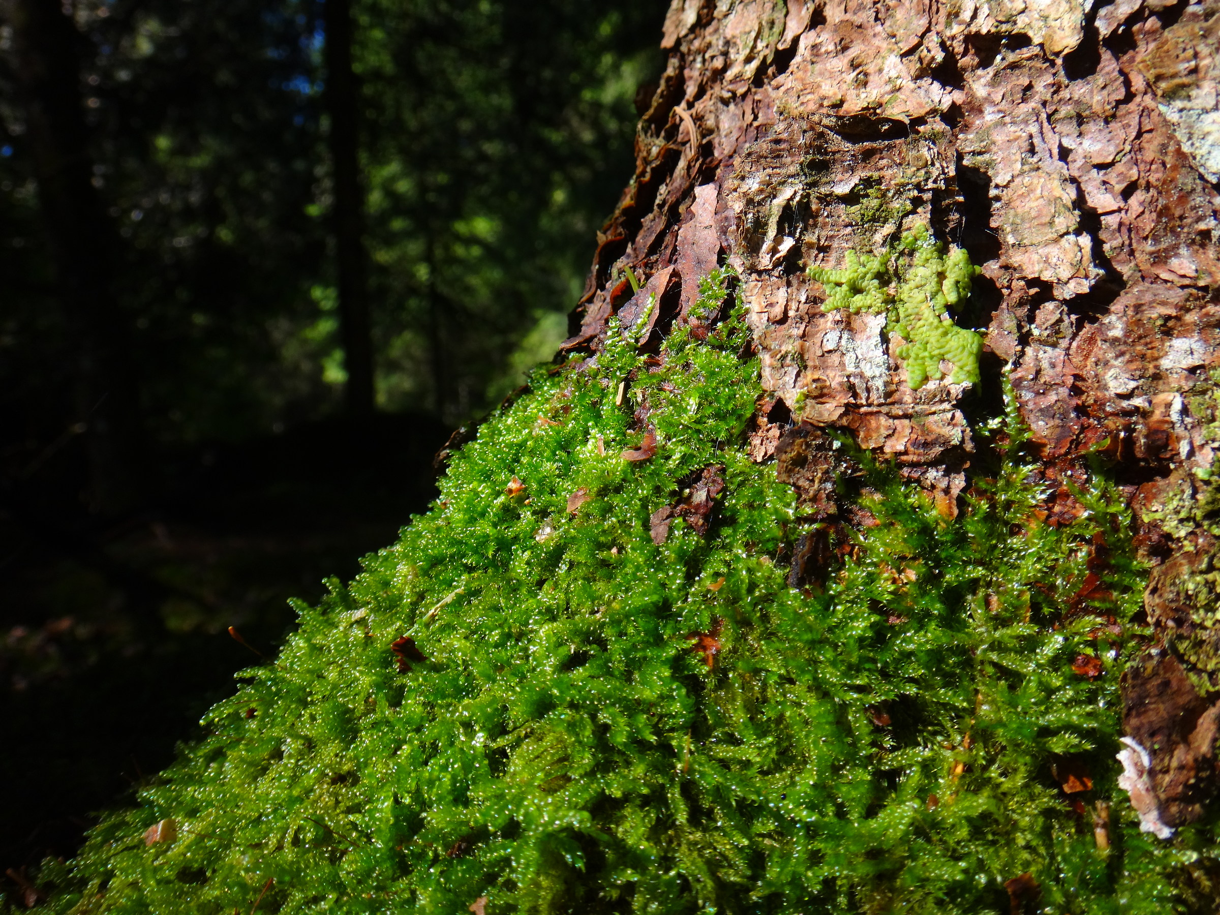 Green from undergrowth