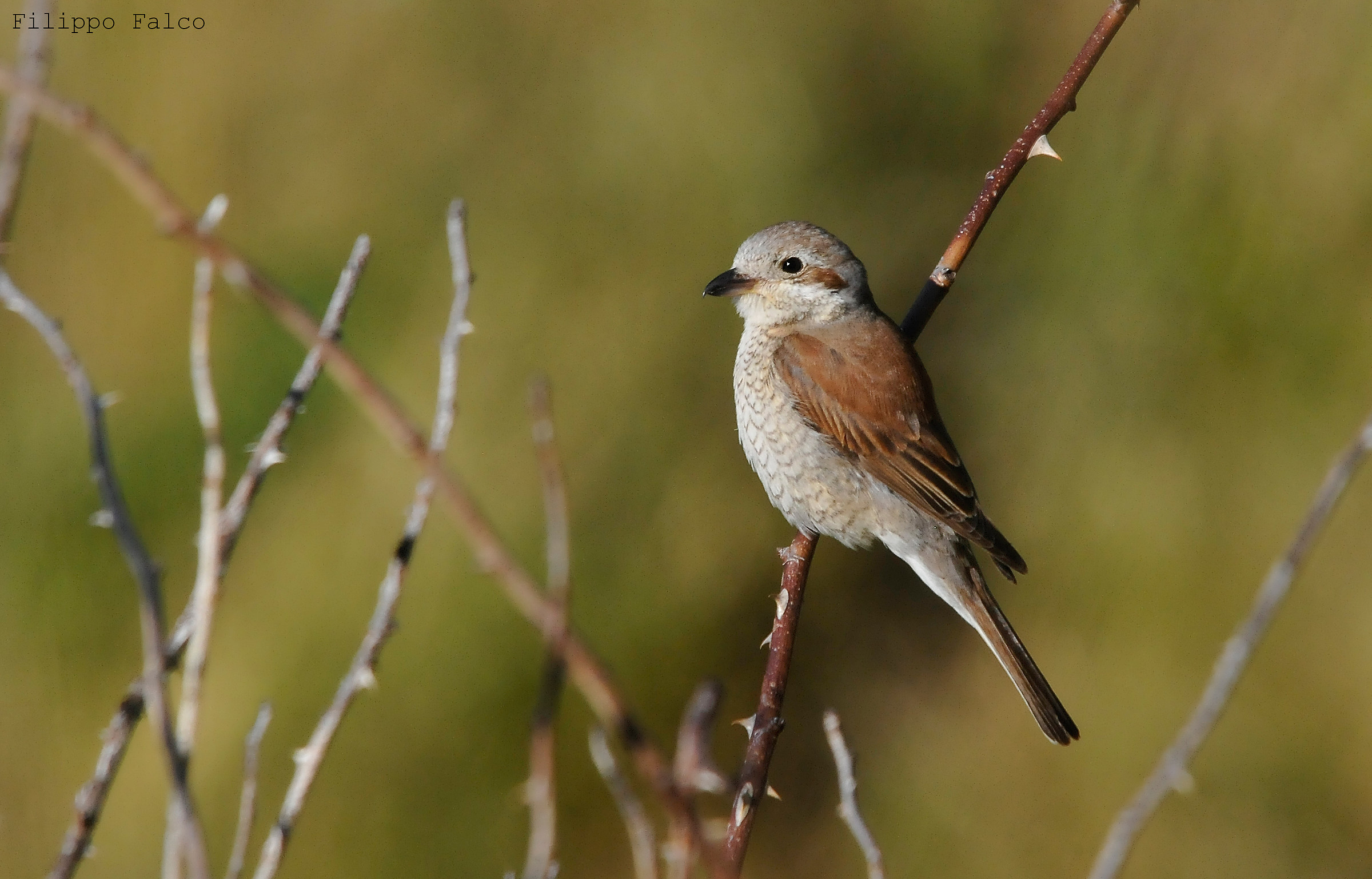Averla femmina alle prime luci.