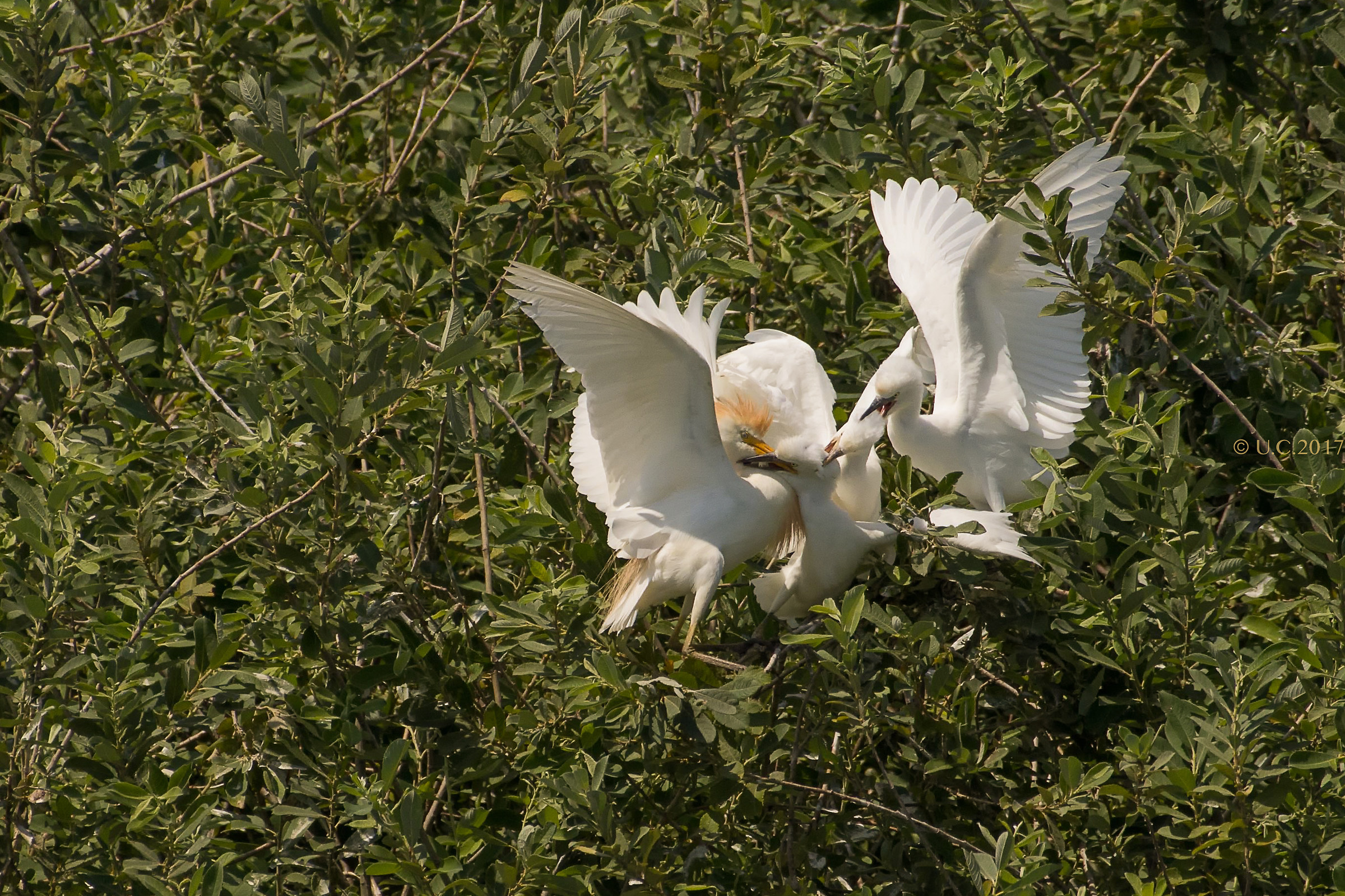 Becca you that beak myself too