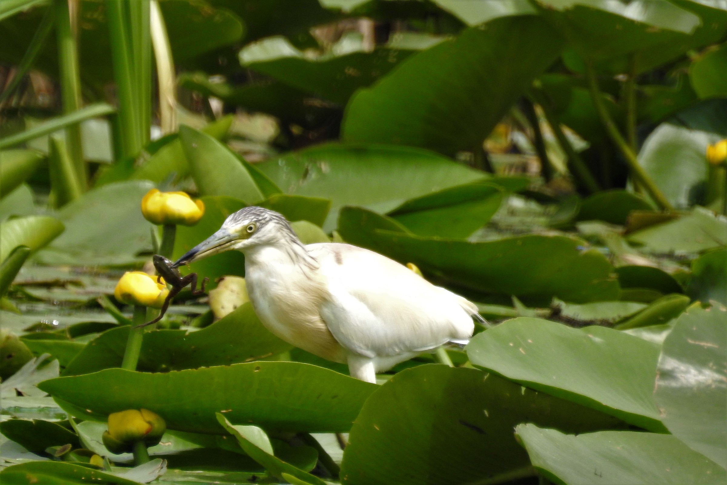 Ragged from the tuft with prey