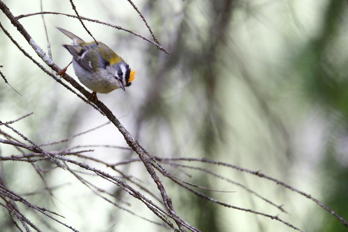 Fiorancino con cresta