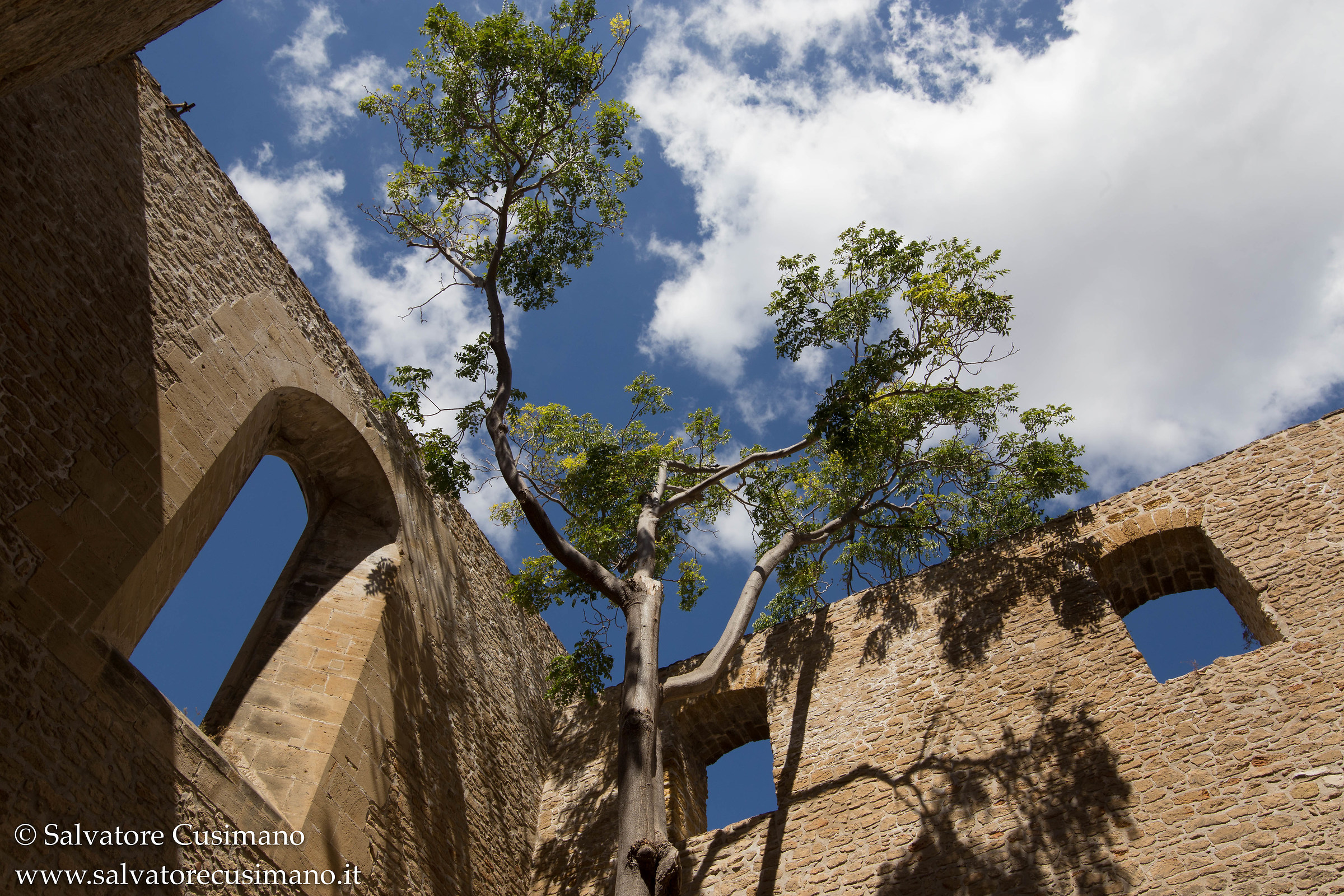 Vegetation in an interior