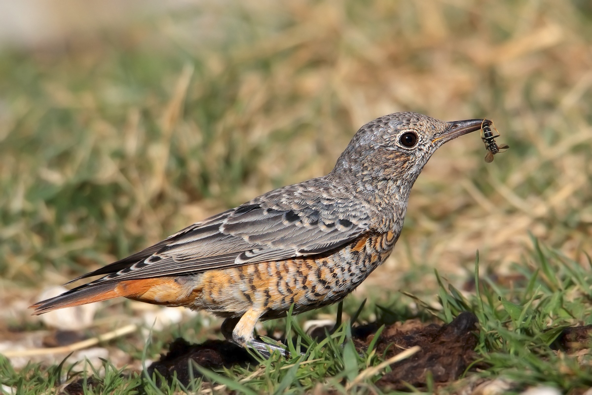 codirossone con preda