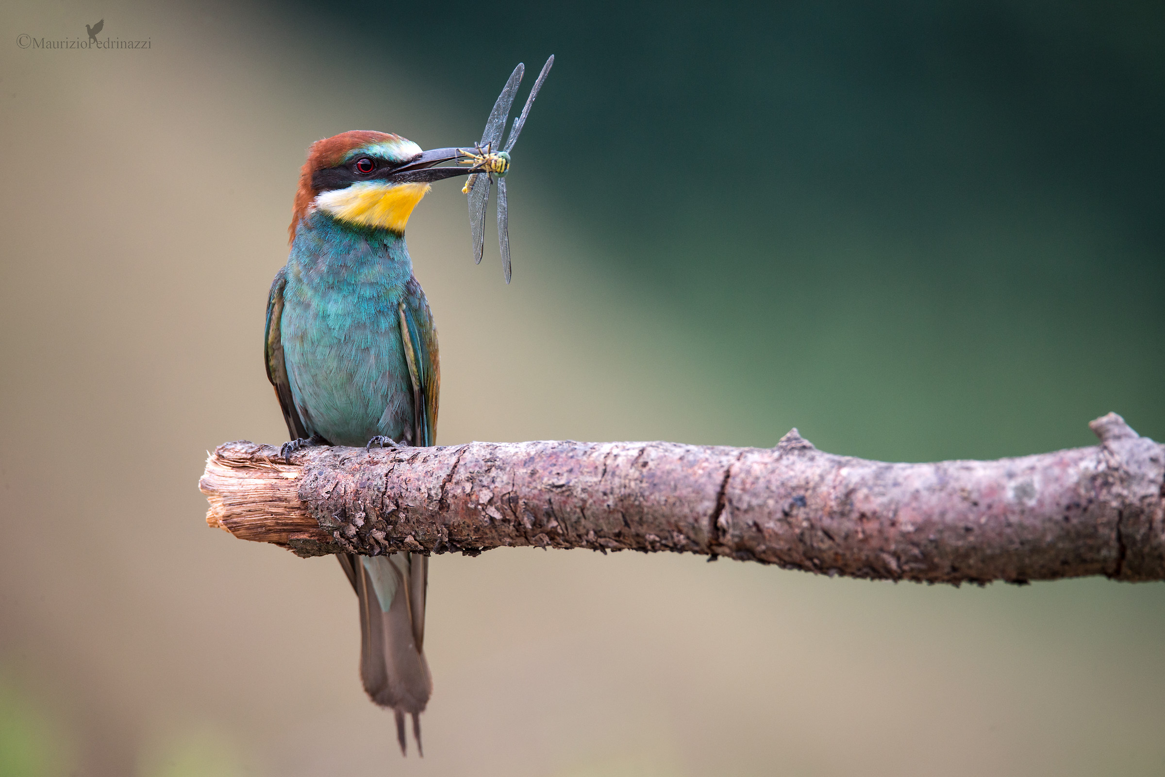 Bee eater