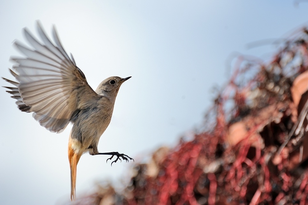 Codirosso spazzacamino - femmina