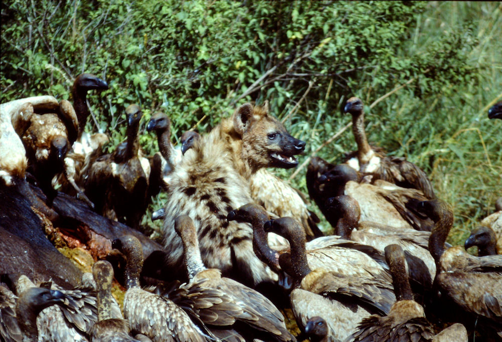 Iena and Ruppel Vultures