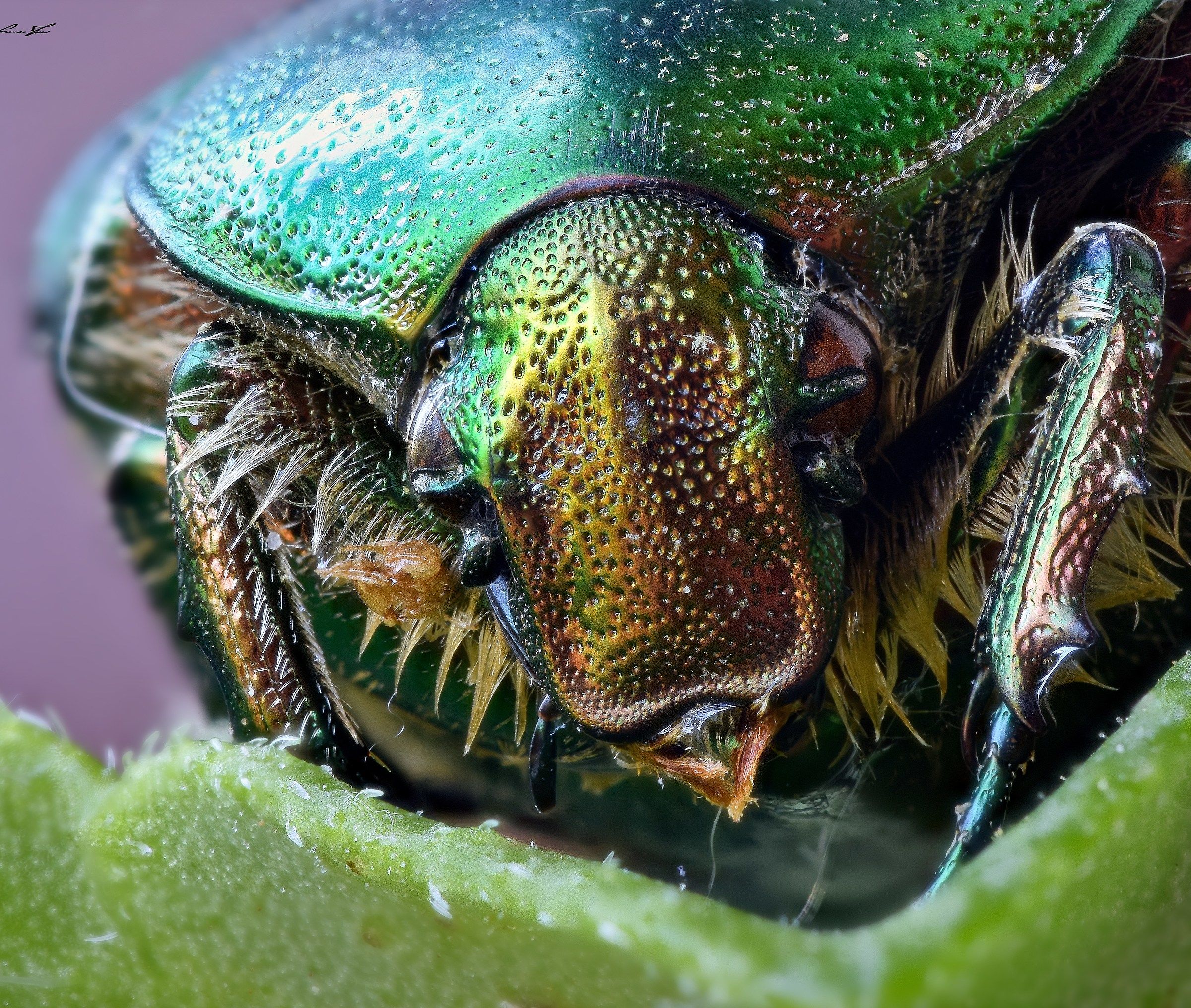 ...avrà pagato il colore metallizzato?