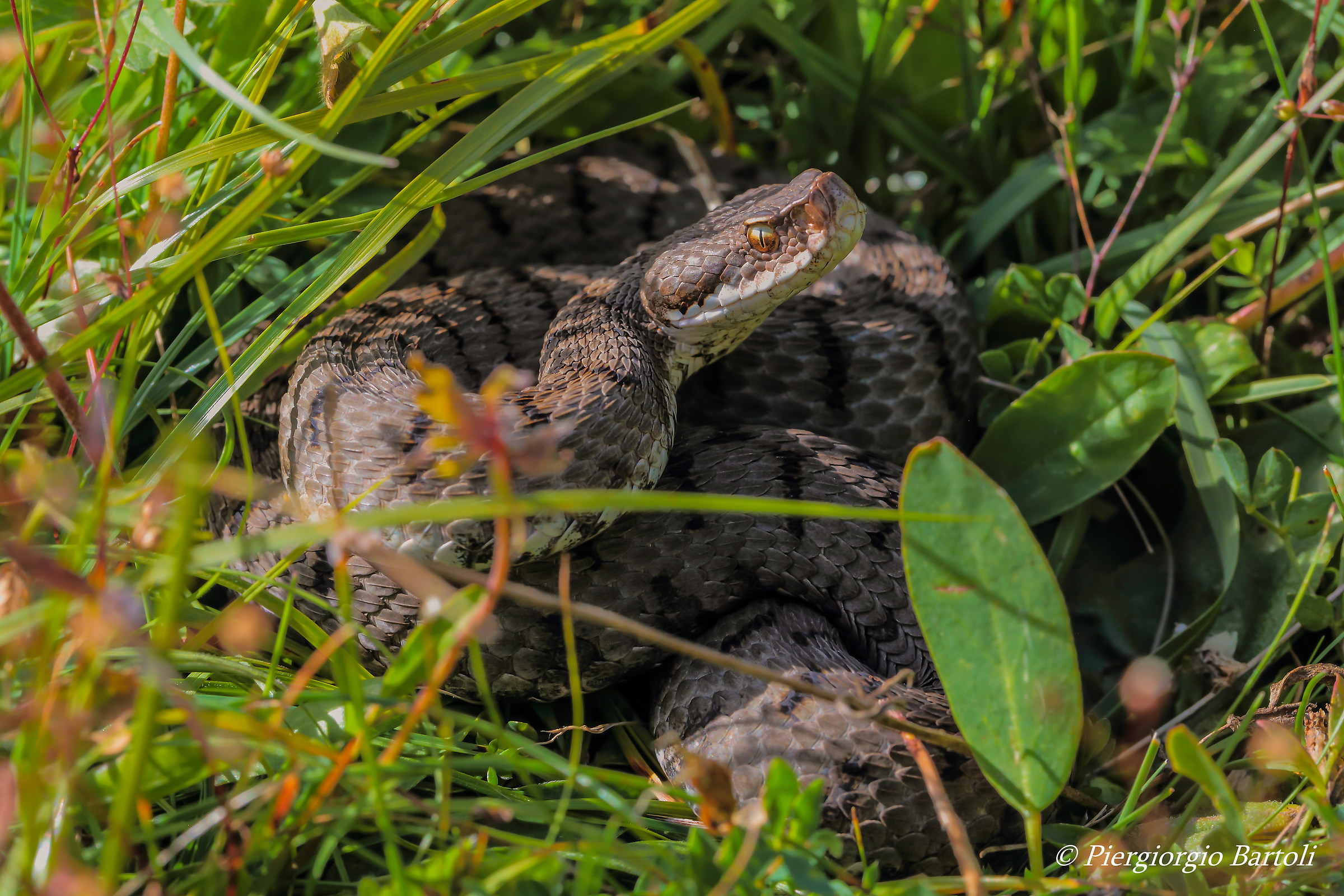 Vipera aspis femmina