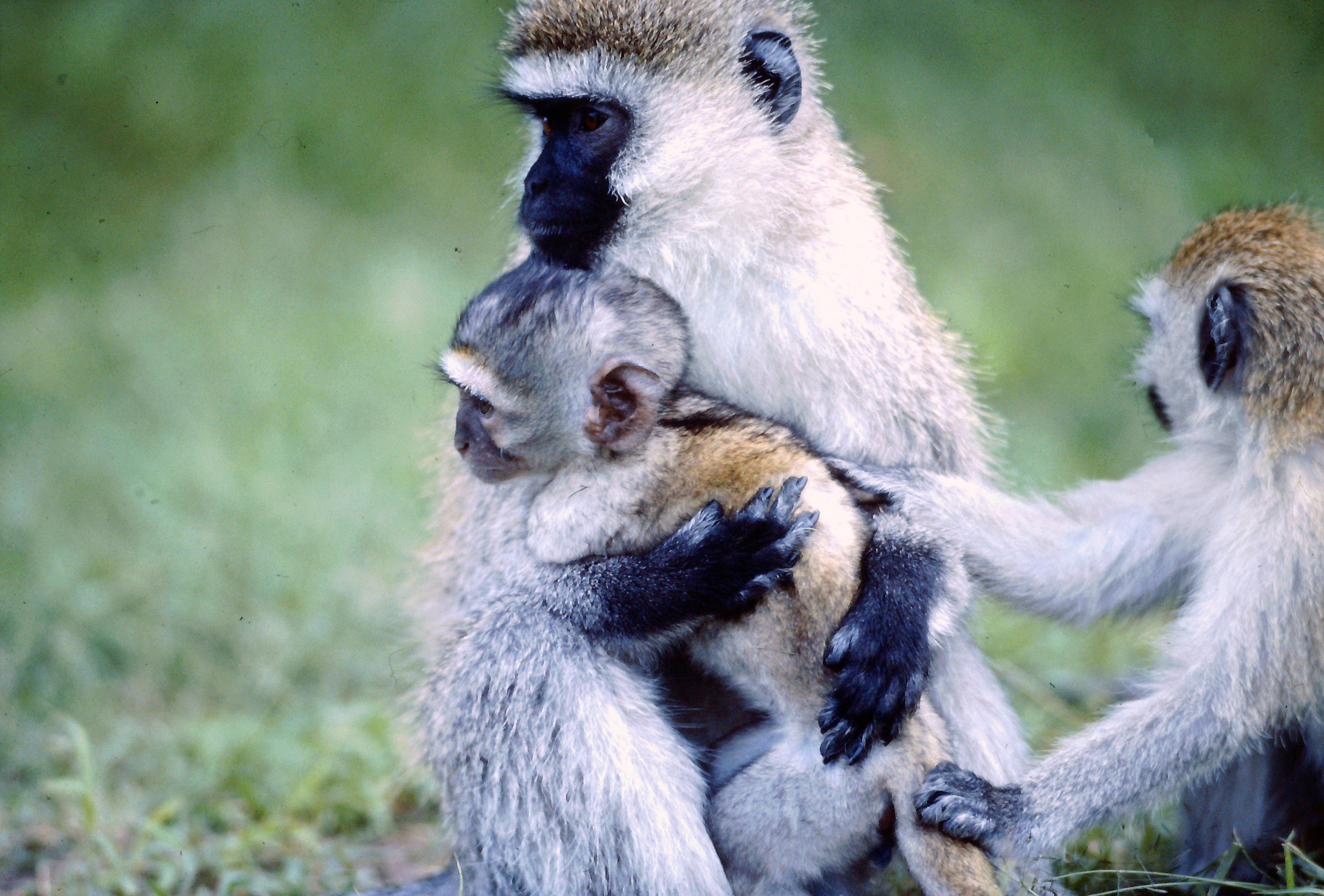 Cercopiteco grigioverde