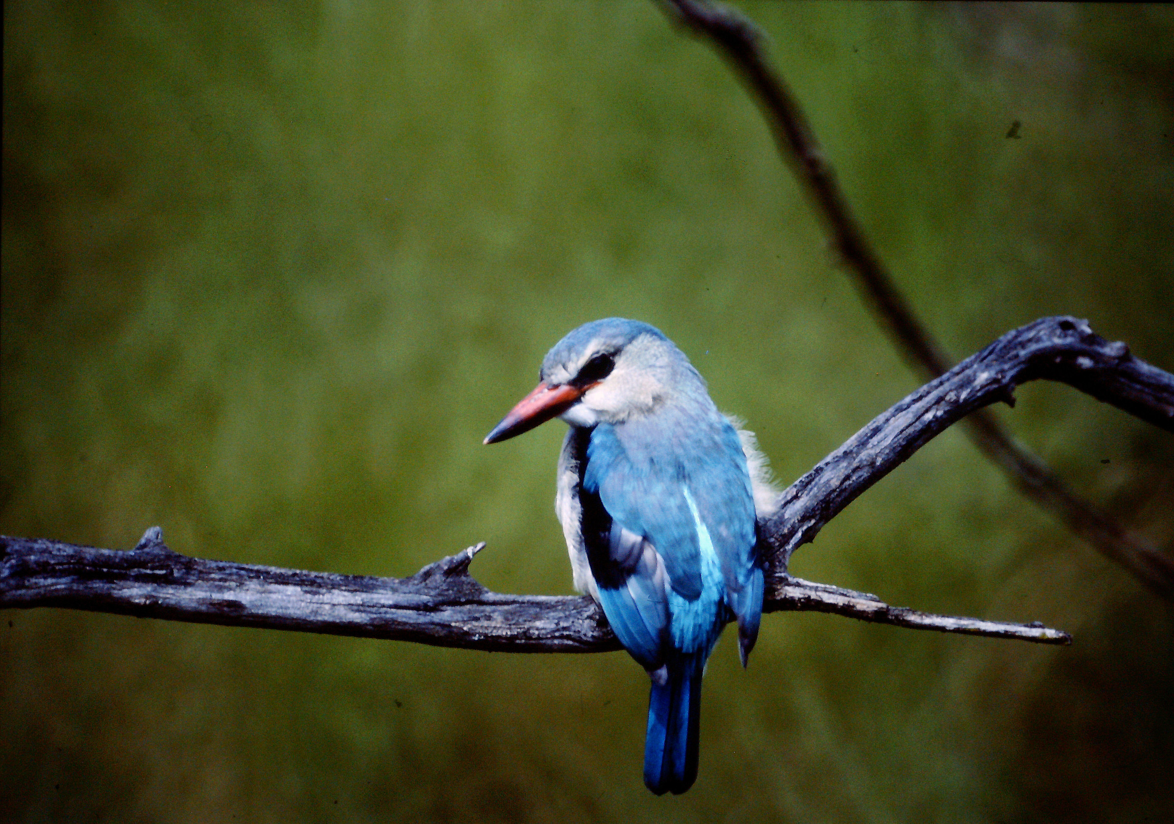 Kingfisher