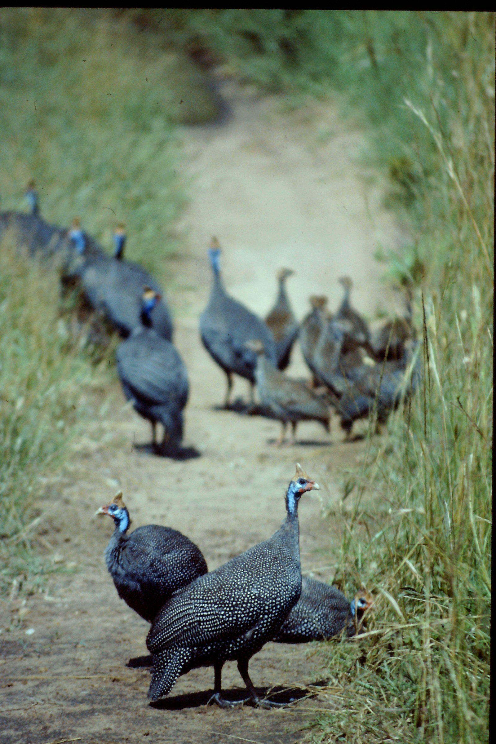 Guinea fowl