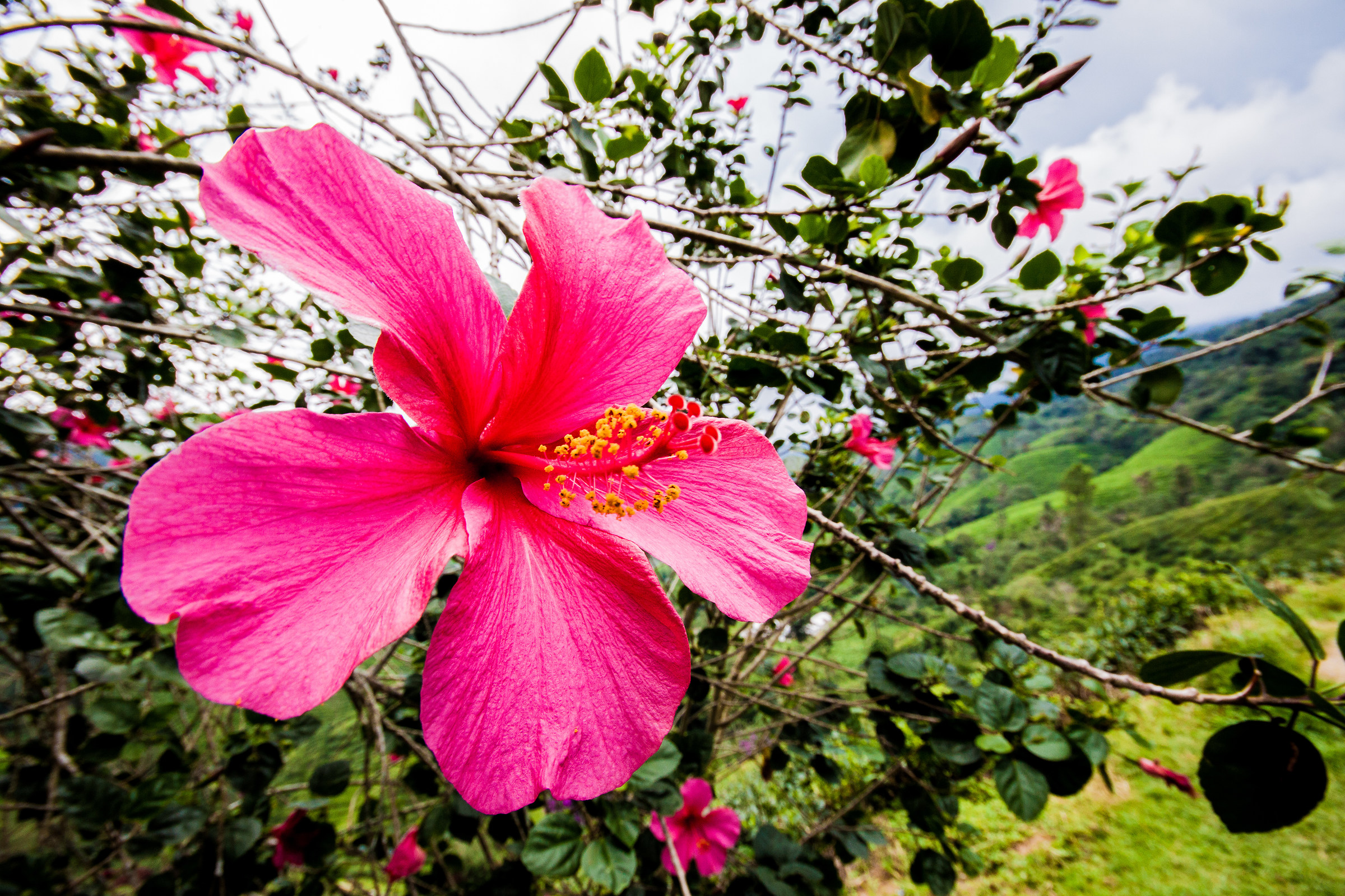 Simply Malaysia. The symbol, the colors.