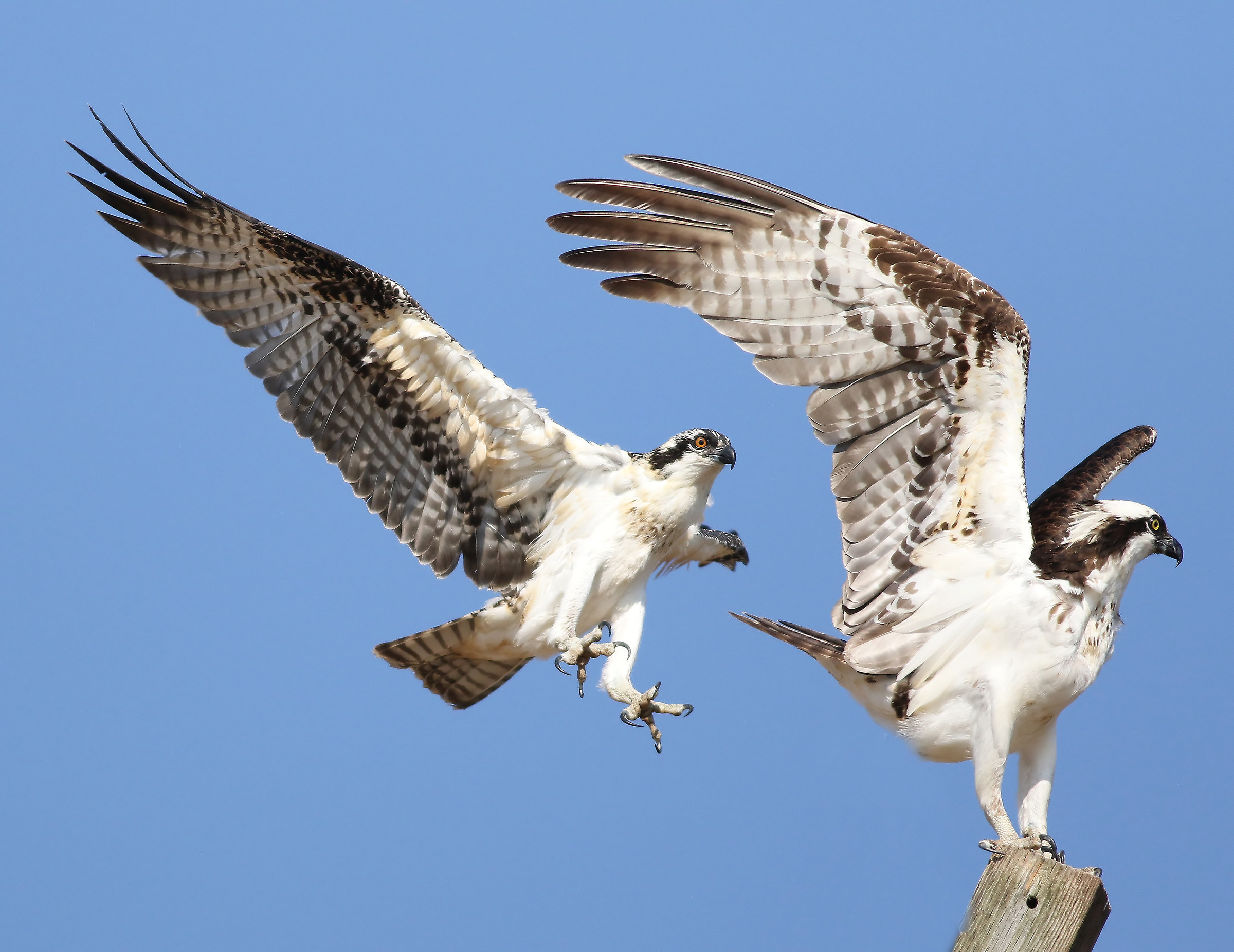 Età prima di bellezza
