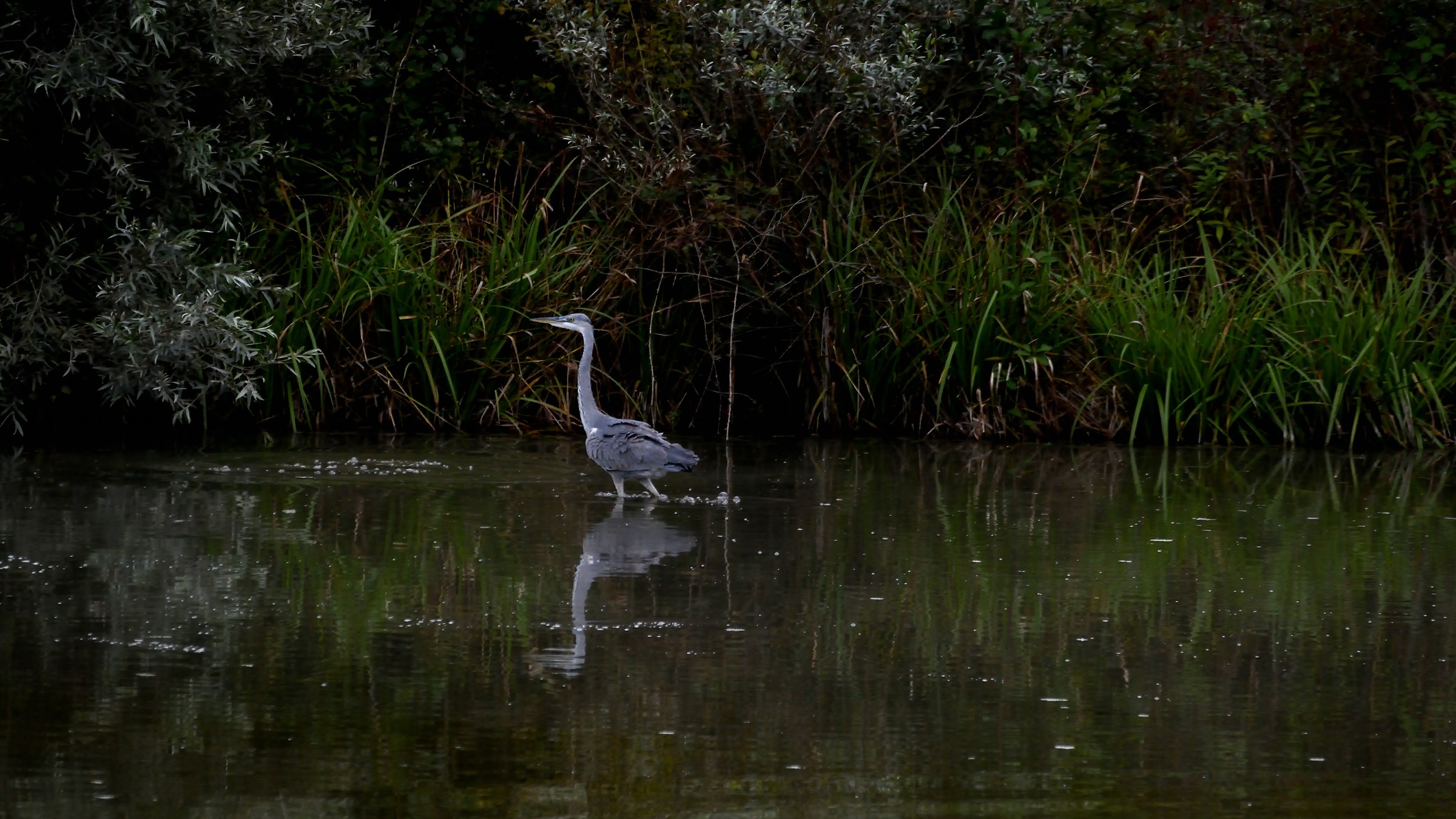 Heron