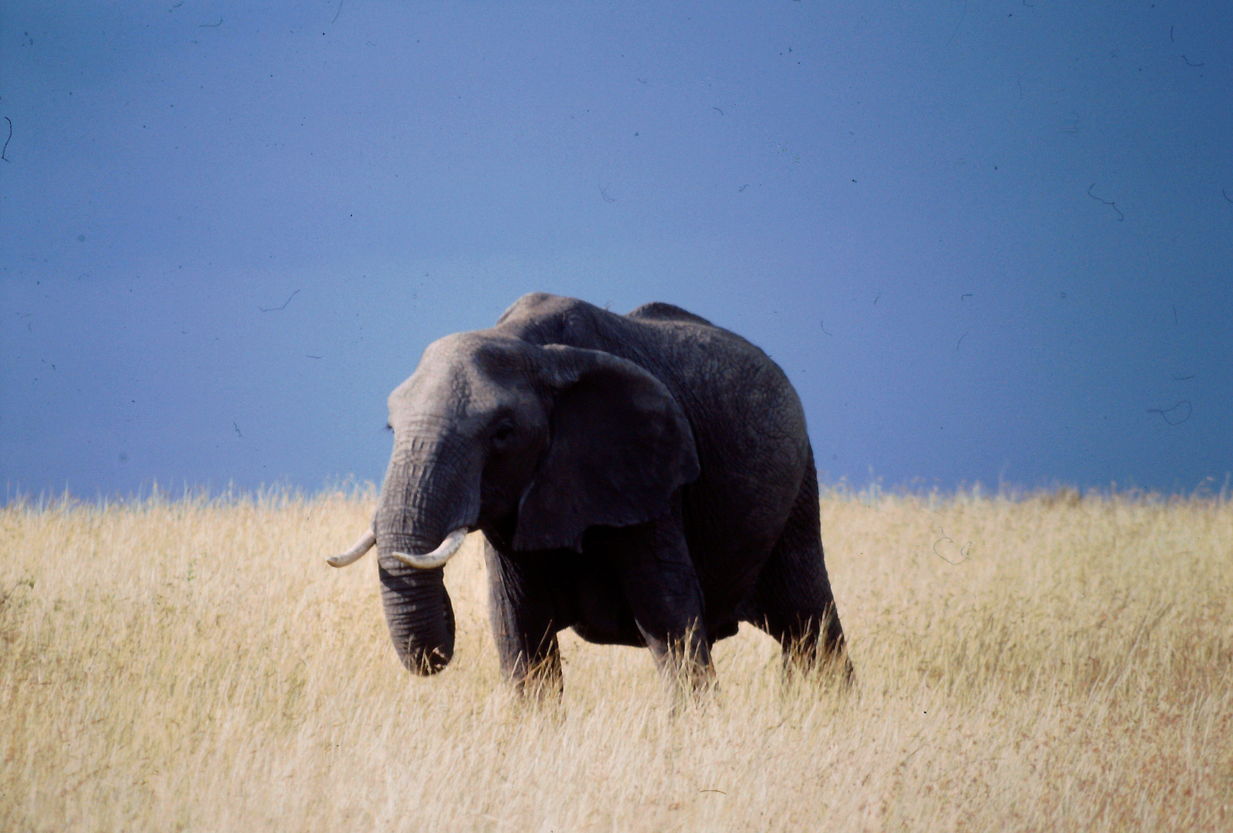African elephant