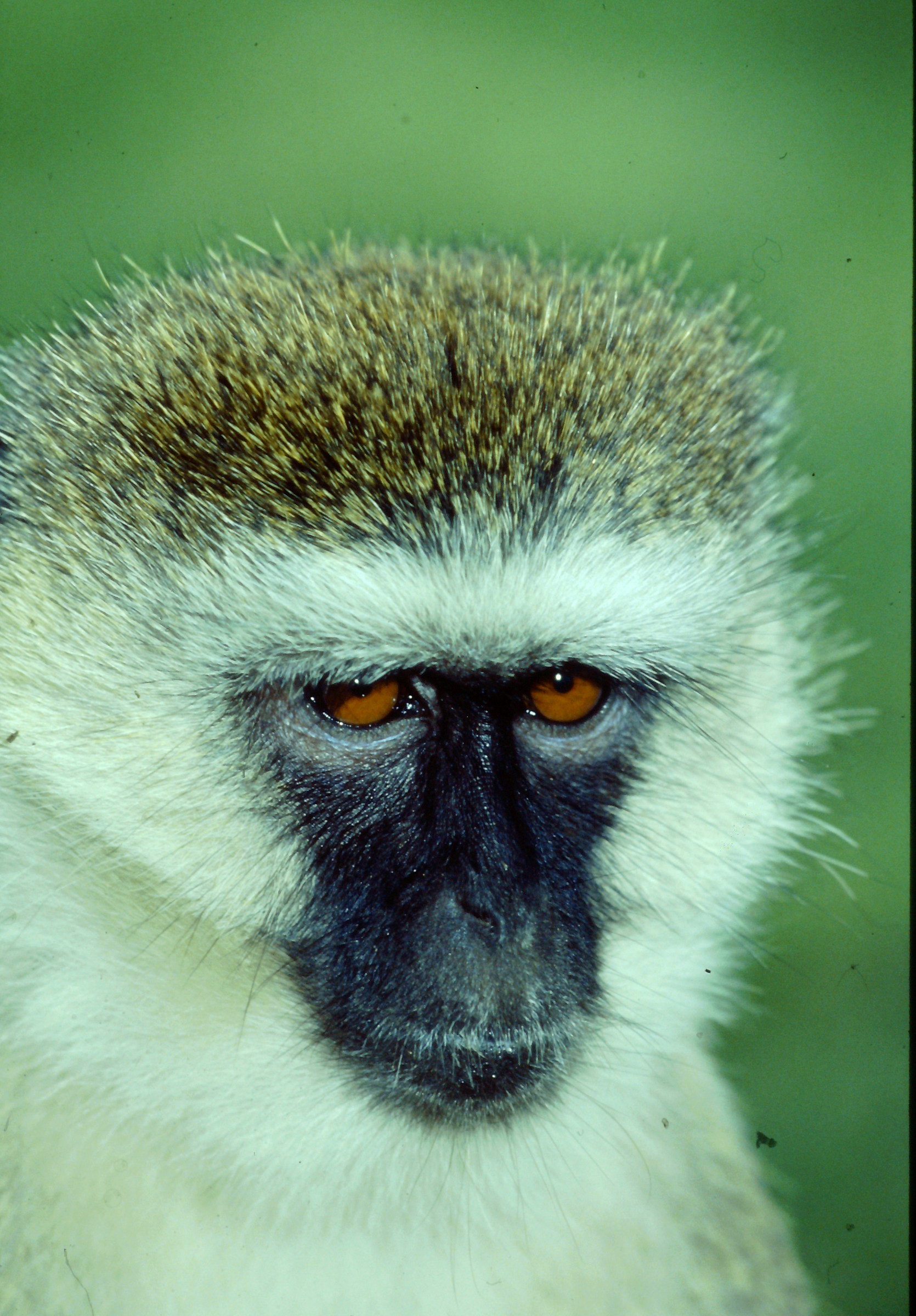 Cercopiteco grigioverde