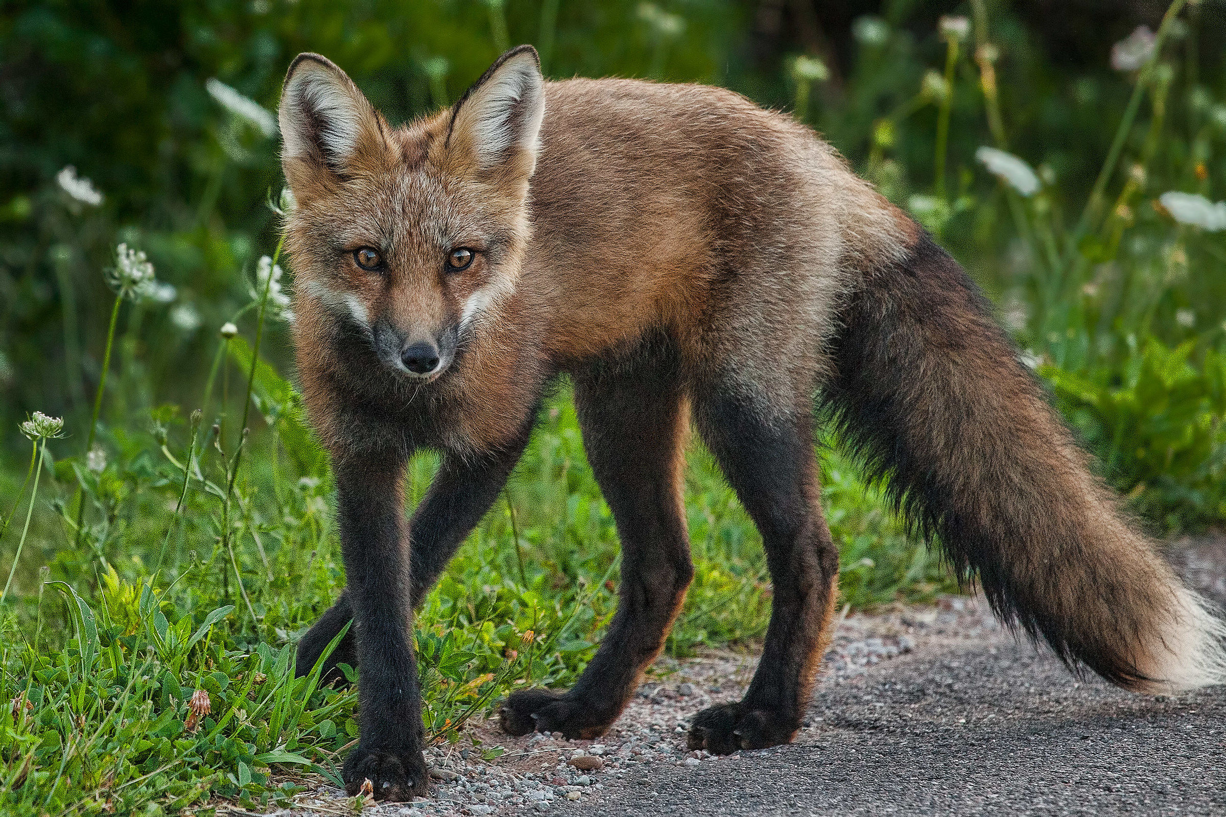 Red Fox PEI Parco Nazionale PEI Canada