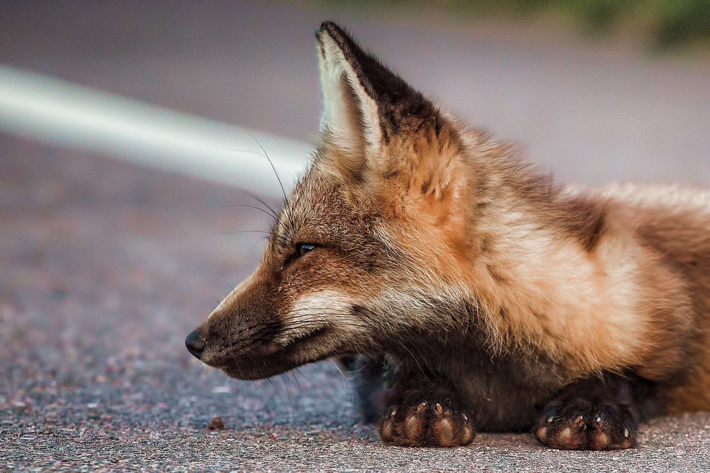 Red Fox PEI Parco Nazionale PEI Canada