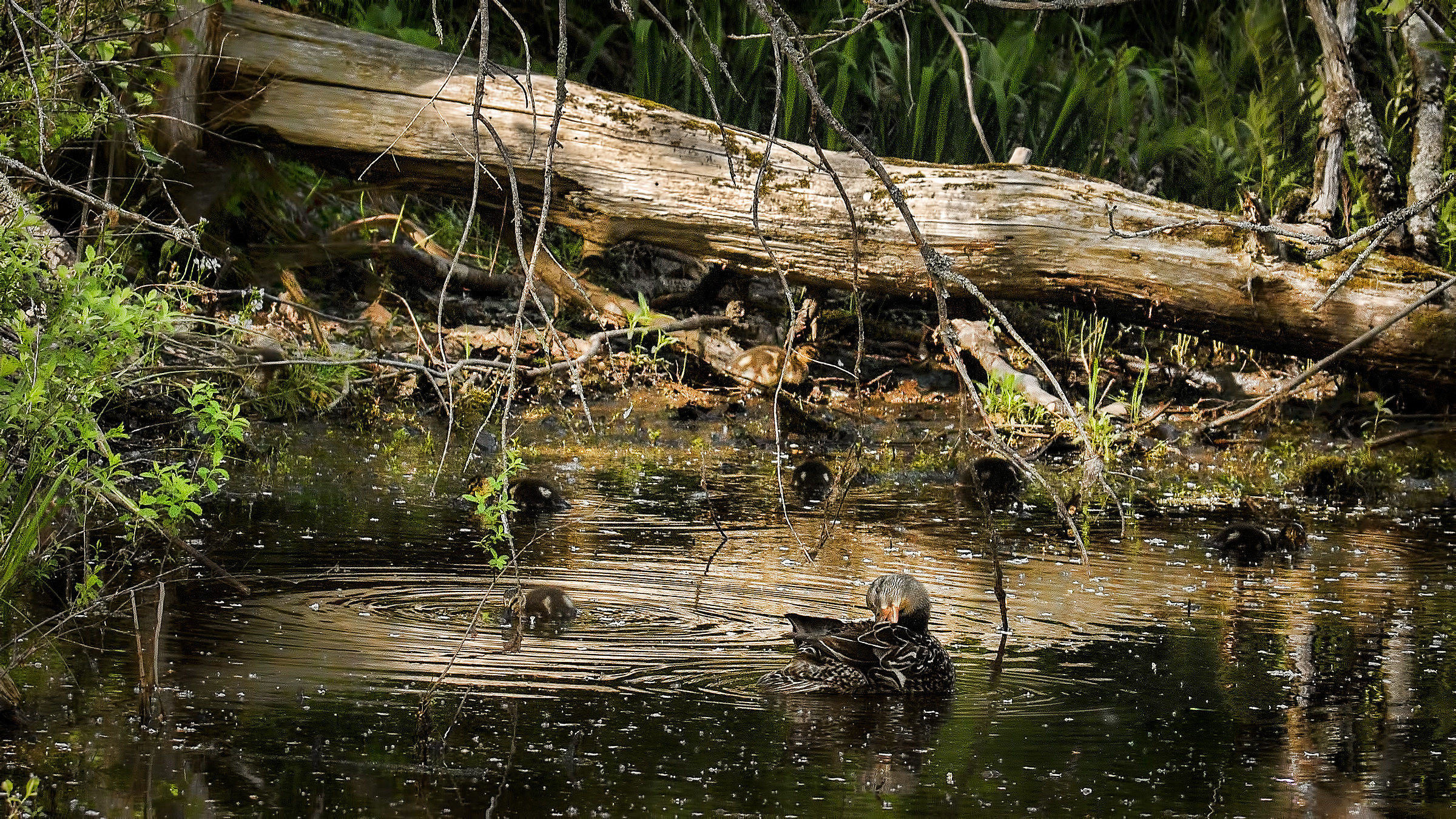 Anatre sullo stagno Shubenacadie Wildlife Park NS Canada 1