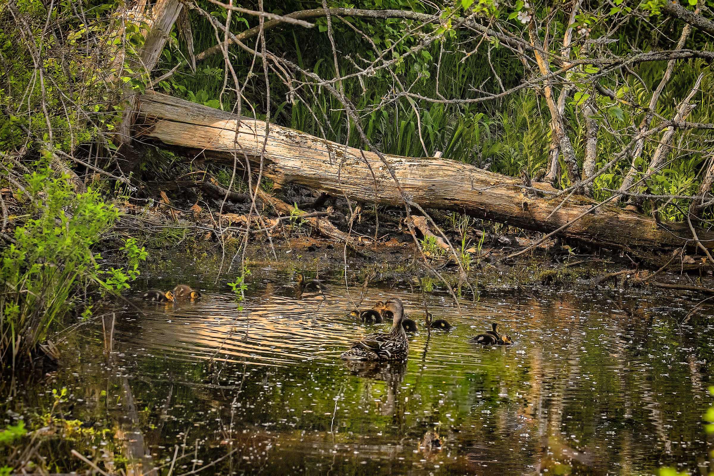 Anatre sullo stagno Shubenacadie Wildlife Park NS Canada 3