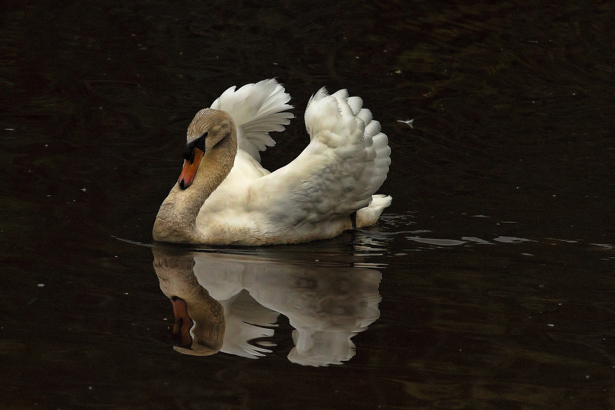 White Swan NS Canada