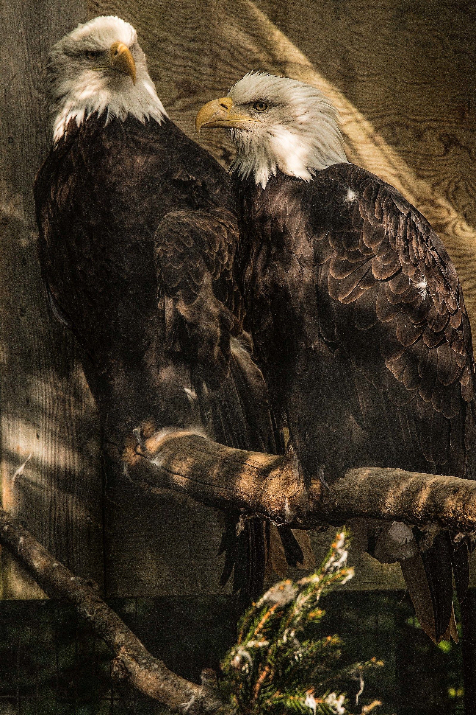 Bald Eagles NS Canada
