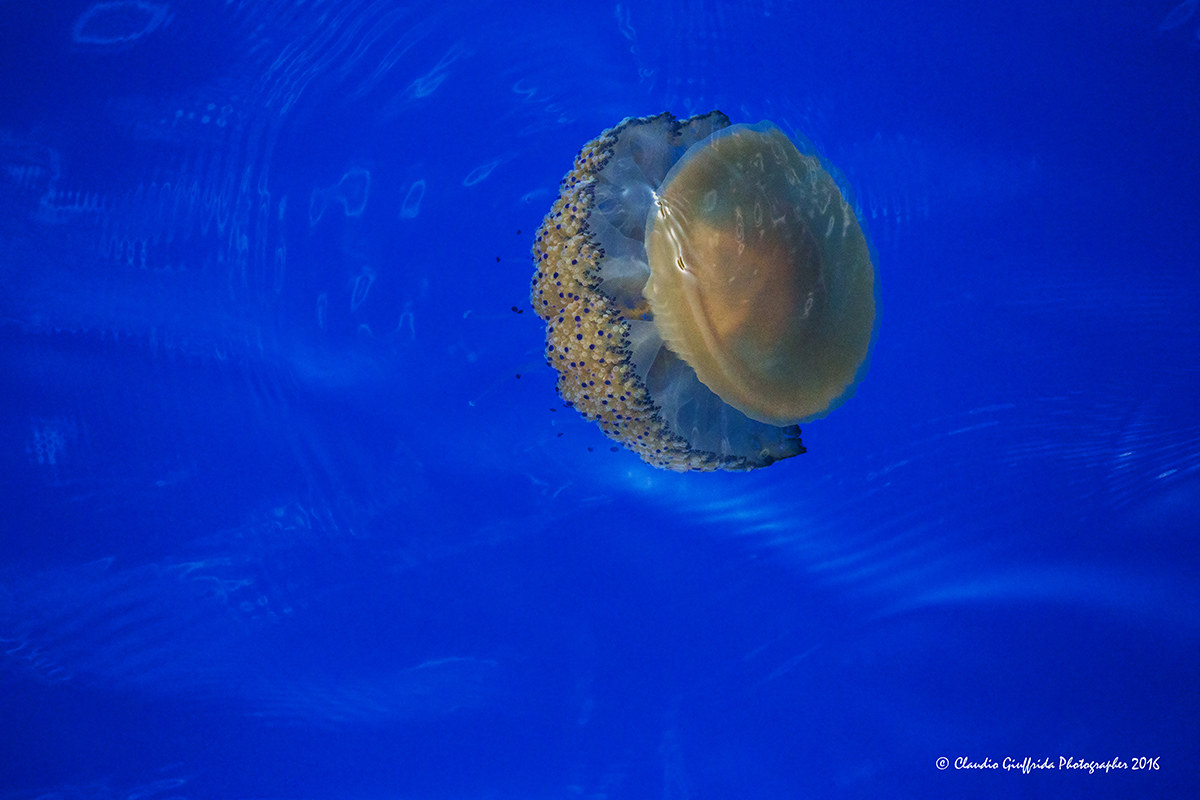 Cotylorhiza tuberculata - cassiopeia